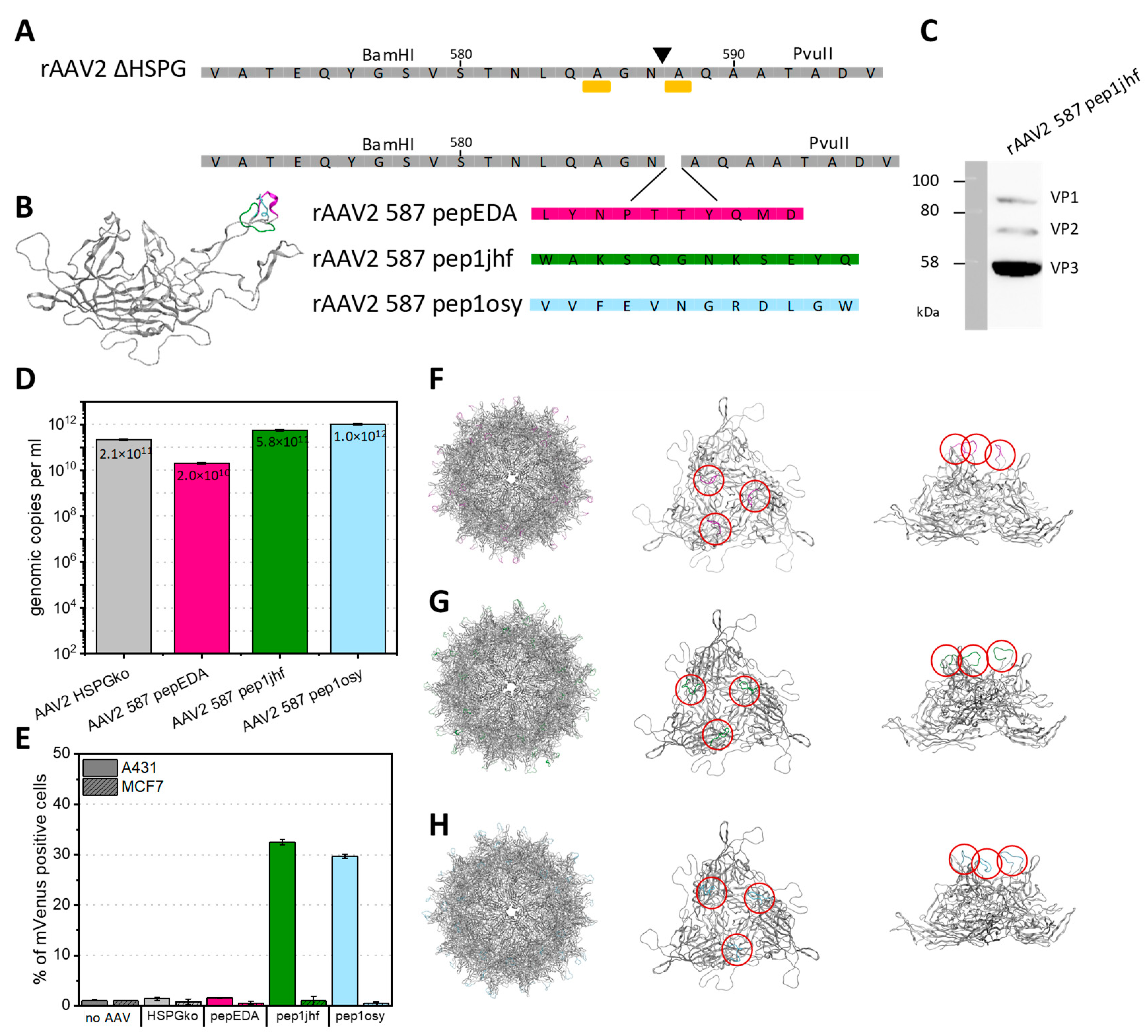 Ijms 21 09535 g004 Ijms 21 09535 g004