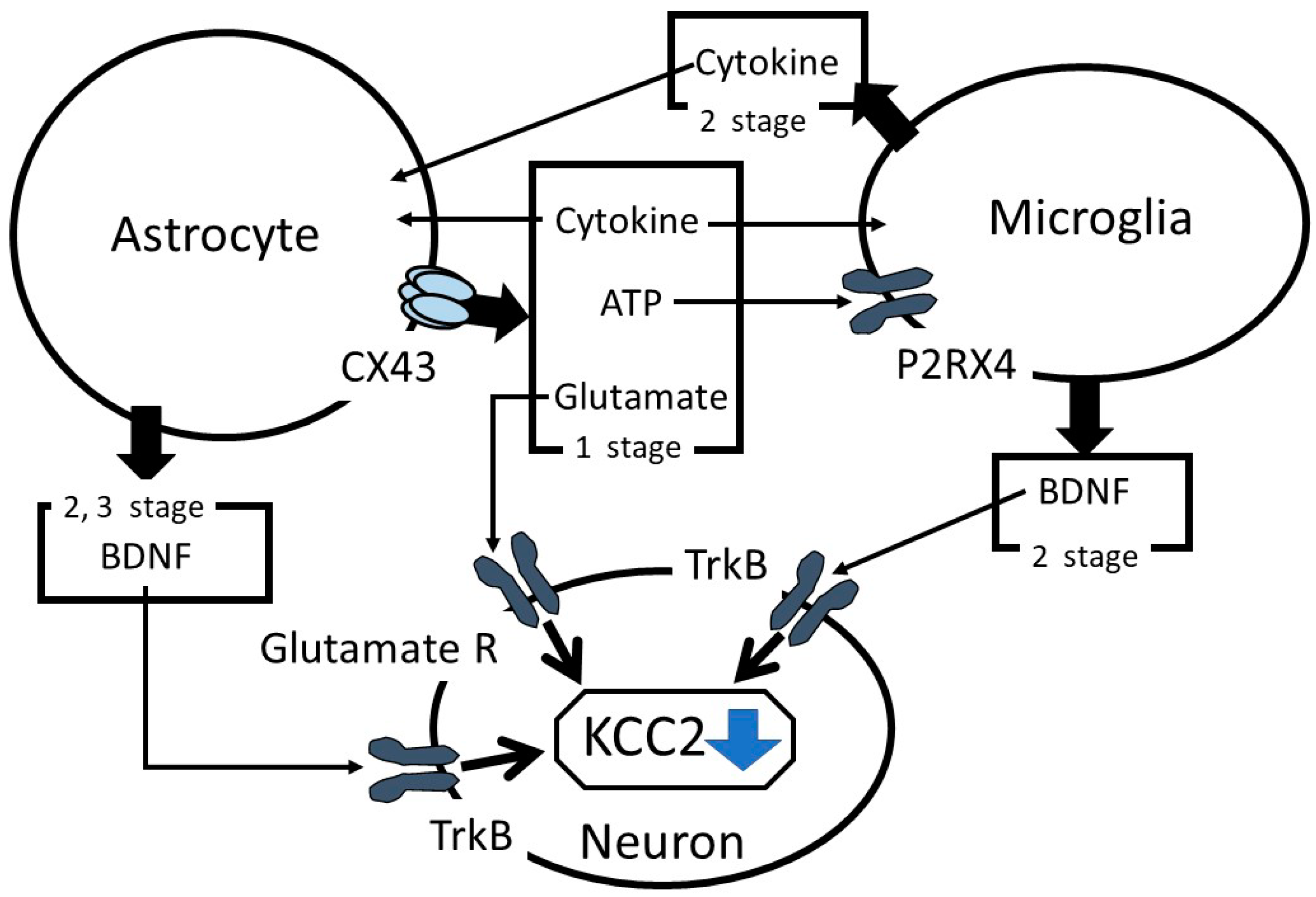 Ijms 21 09539 g001 Ijms 21 09539 g001