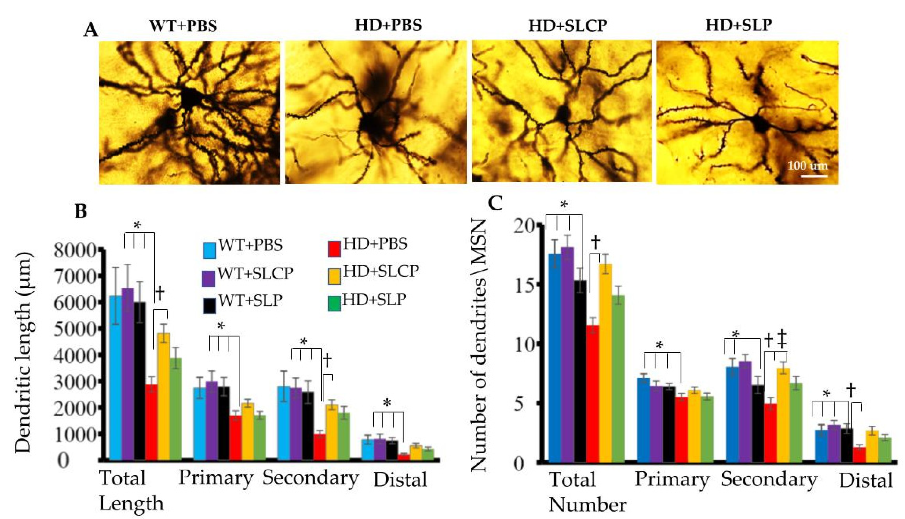 Ijms 21 09542 g002 Ijms 21 09542 g002