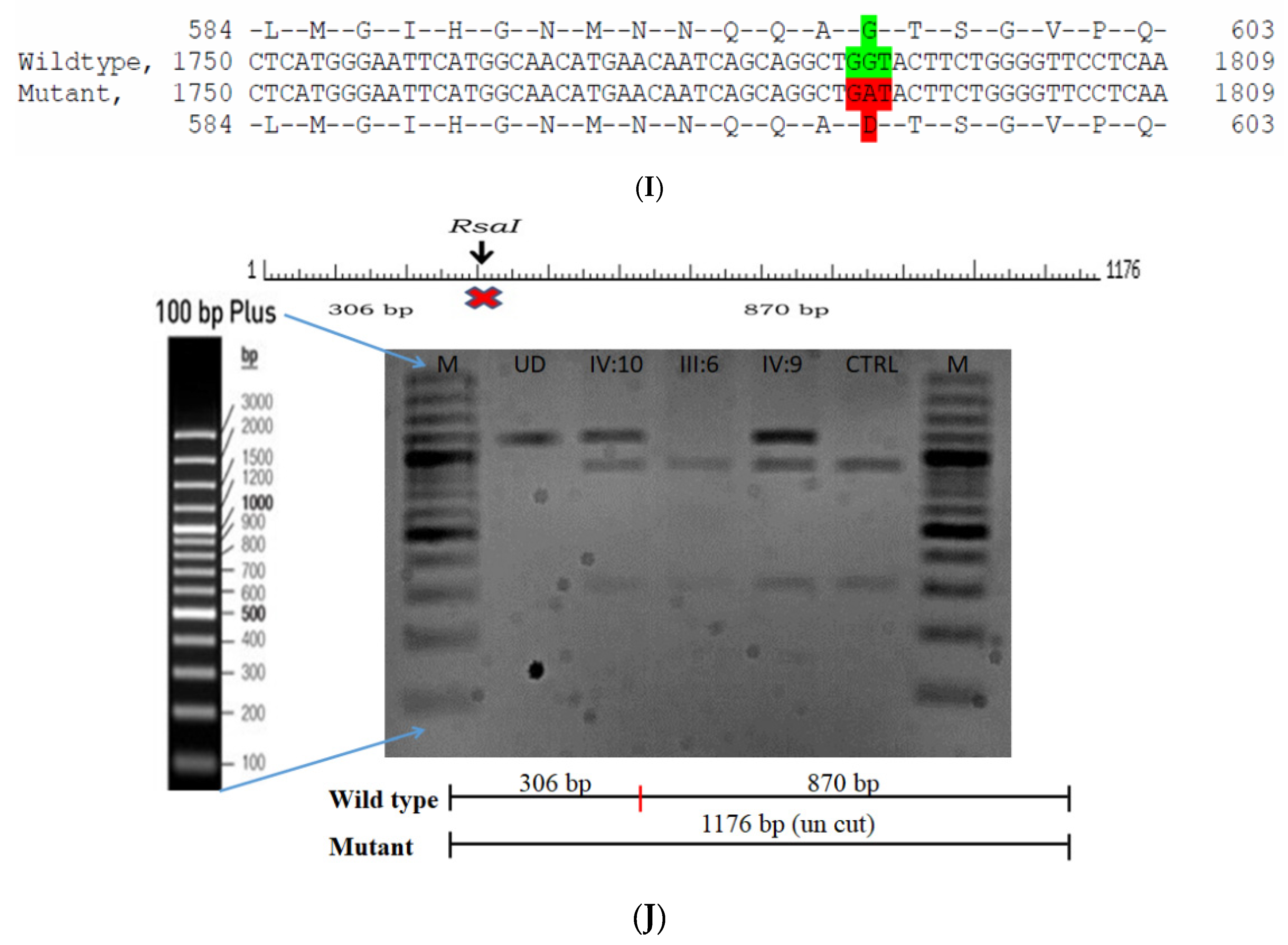 Ijms Free Full Text Application Of Wes Towards Molecular Investigation Of Congenital Cataracts Identification Of Novel Alleles And Genes In A Hospital Based Cohort Of South India Html