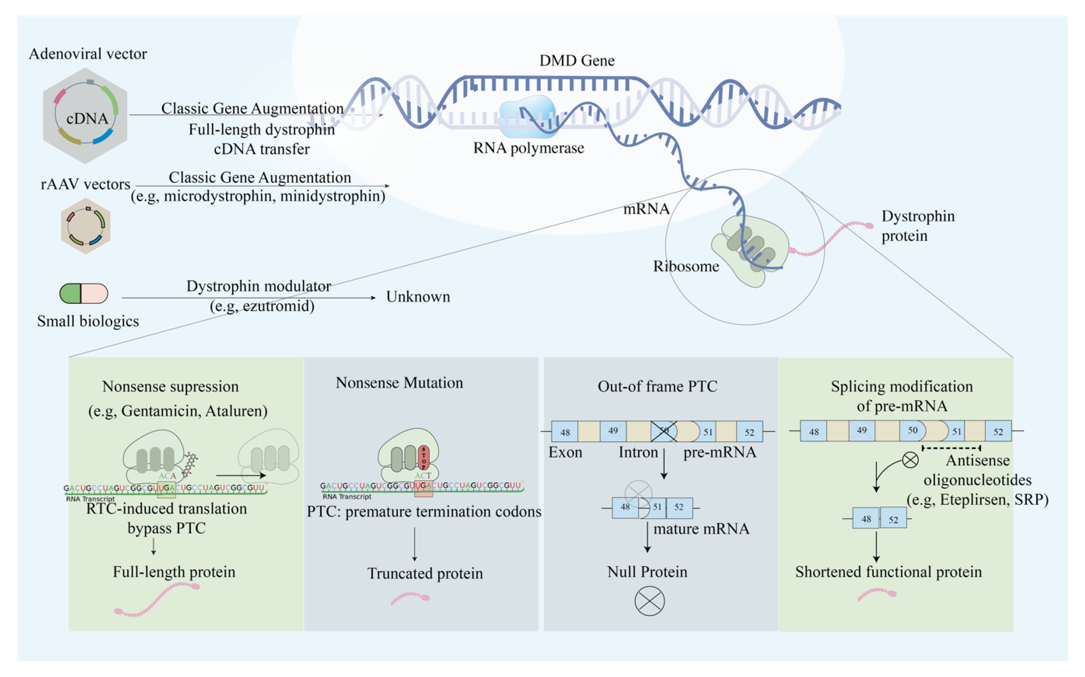 Ijms 21 09589 g002 Ijms 21 09589 g002