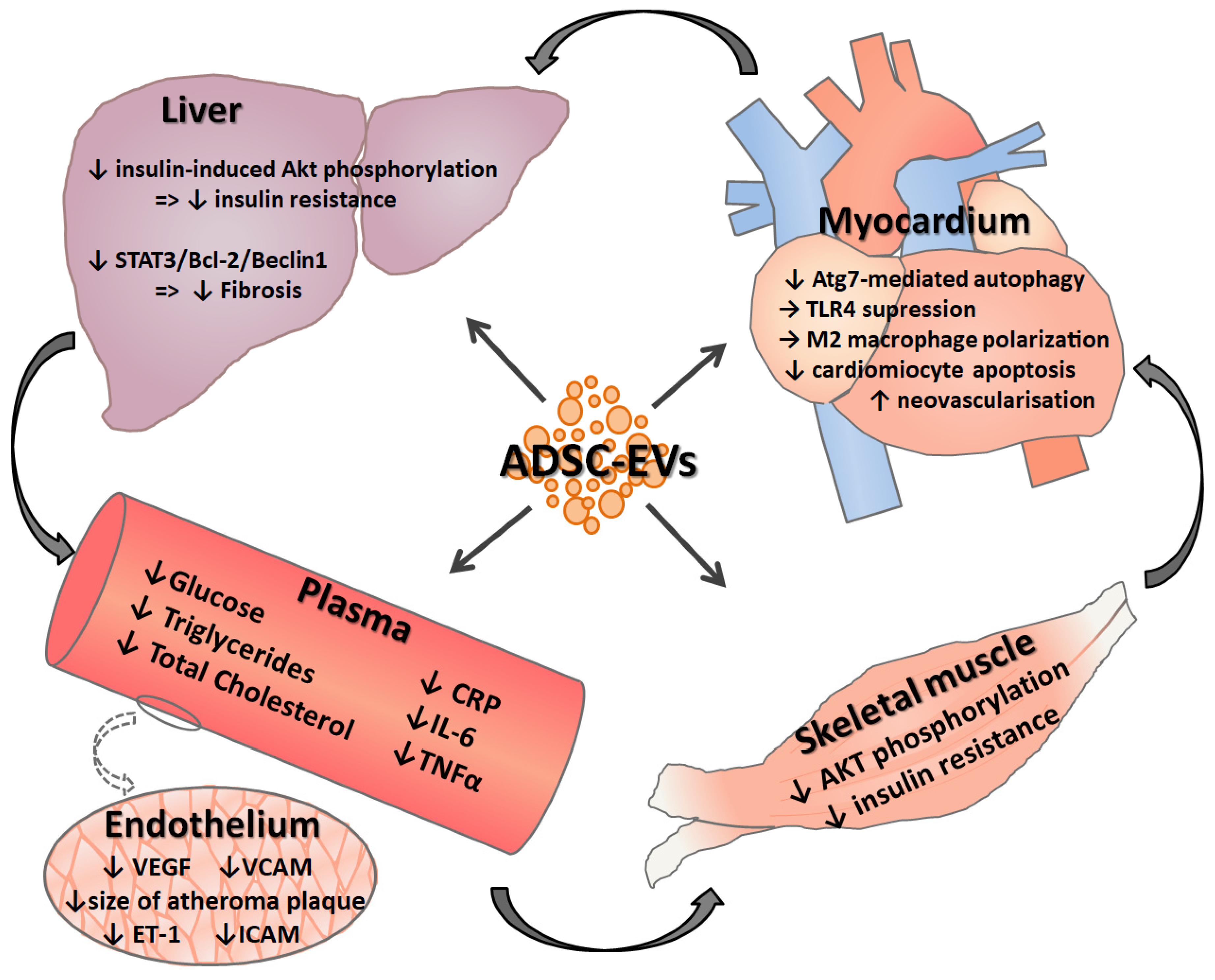 Ijms 21 09598 g002 Ijms 21 09598 g002