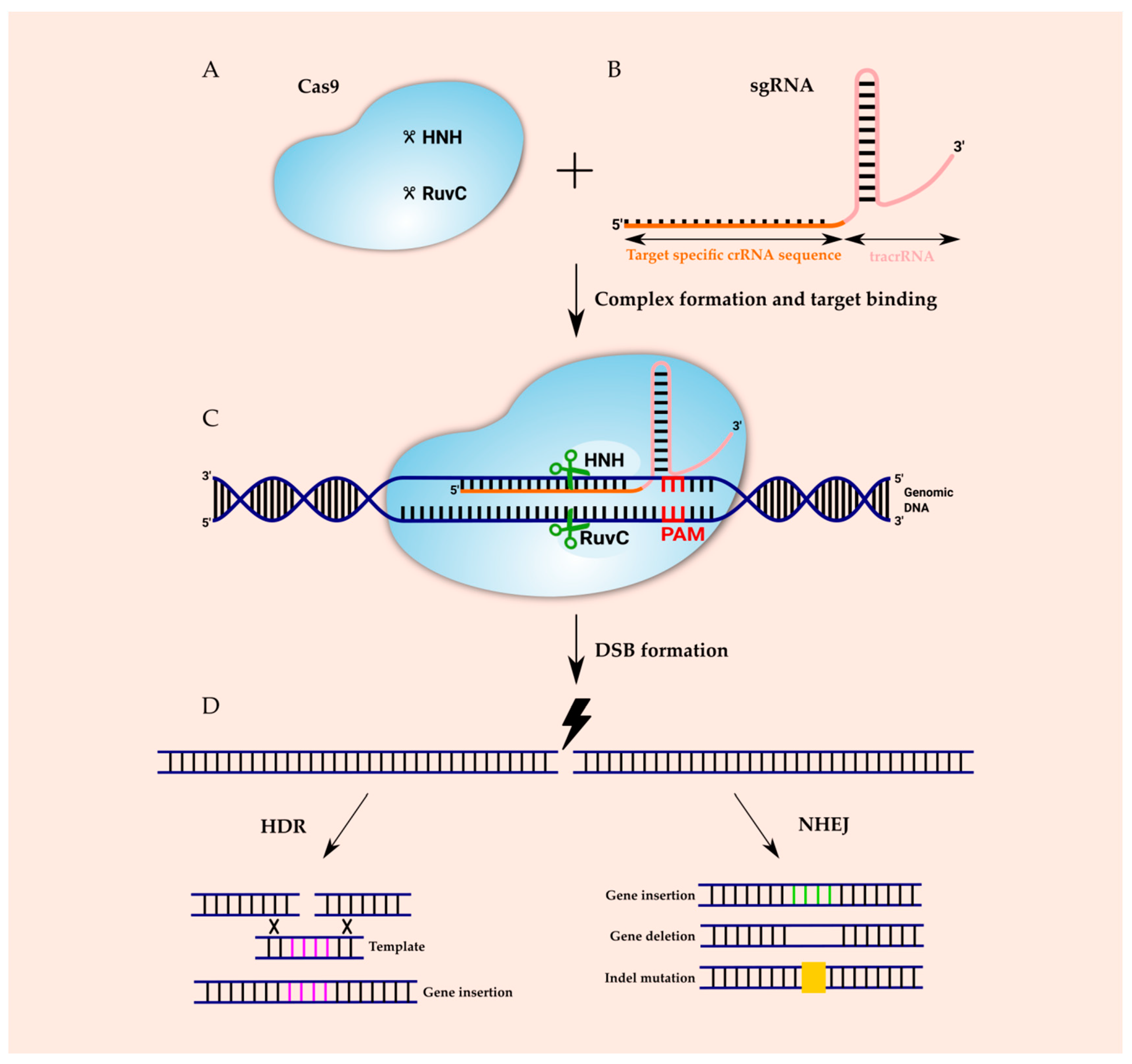 IJMS | Free Full-Text | Various Aspects of a Gene Editing System—CRISPR–Cas9