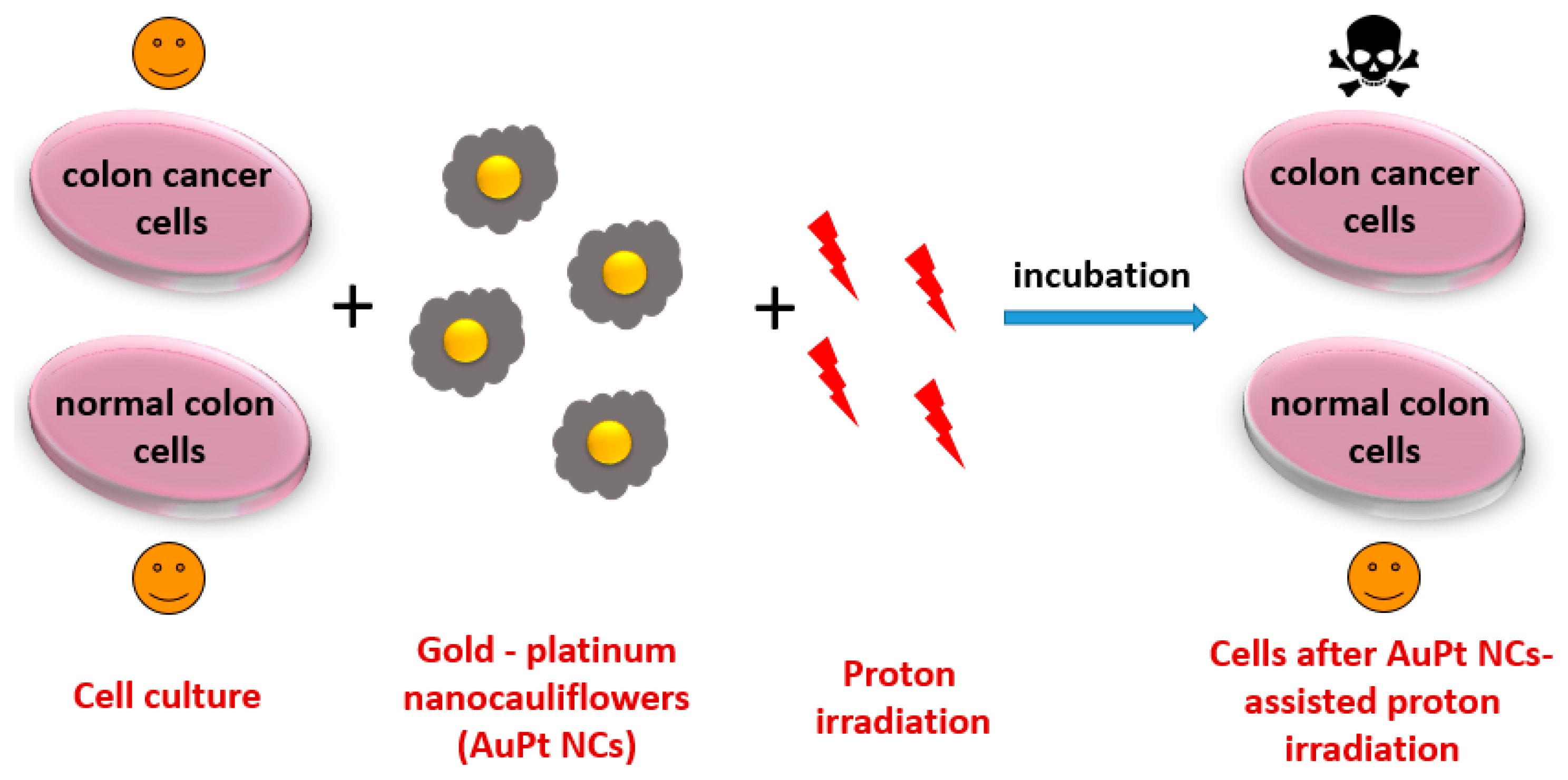 IJMS | Free Full-Text | Fancy-Shaped Gold–Platinum Nanocauliflowers for  Improved Proton Irradiation Effect on Colon Cancer Cells | HTML