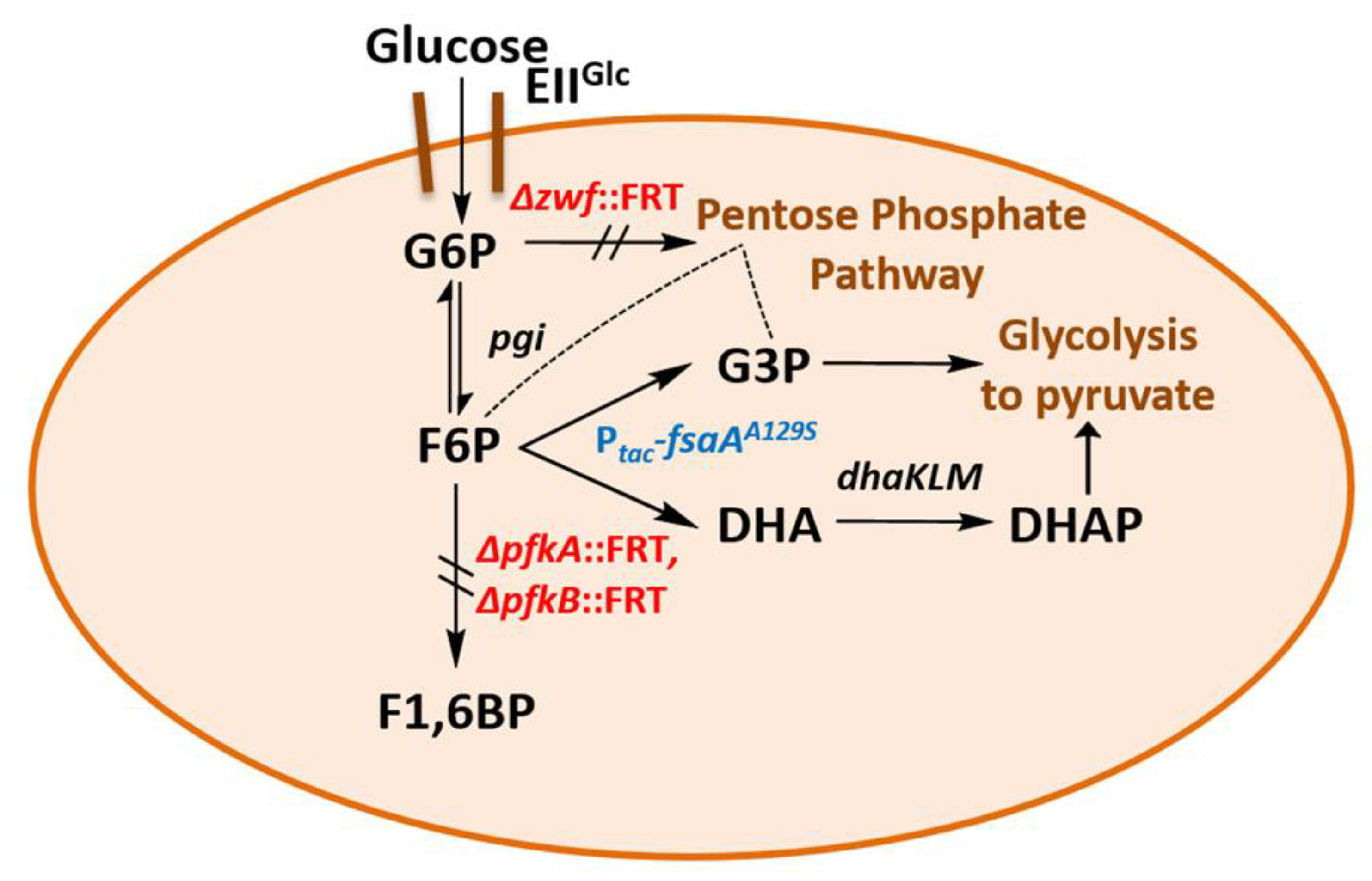 Ijms Free Full Text Opening A Novel Biosynthetic Pathway To