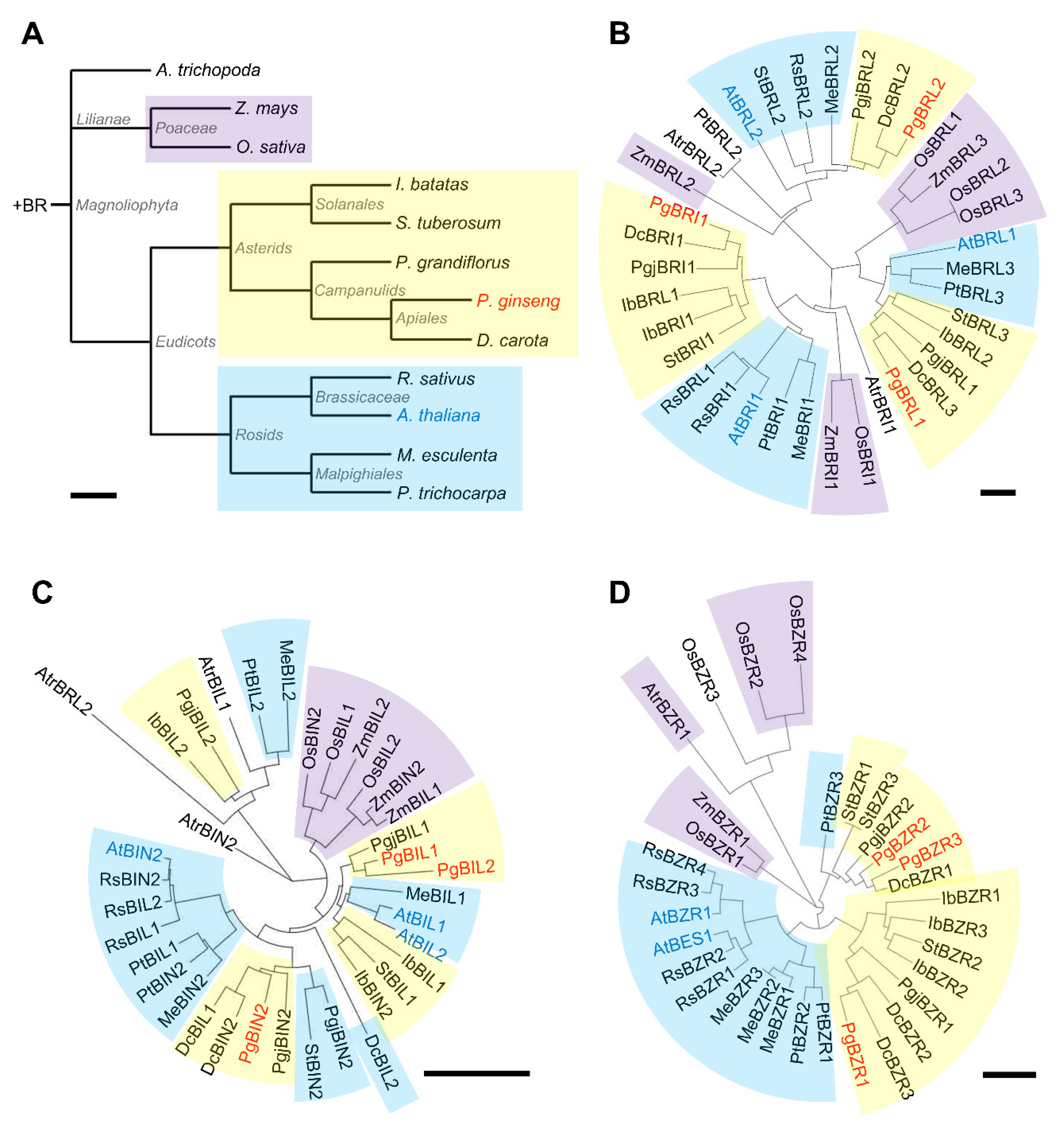 Ijms 21 09666 g001 Ijms 21 09666 g001