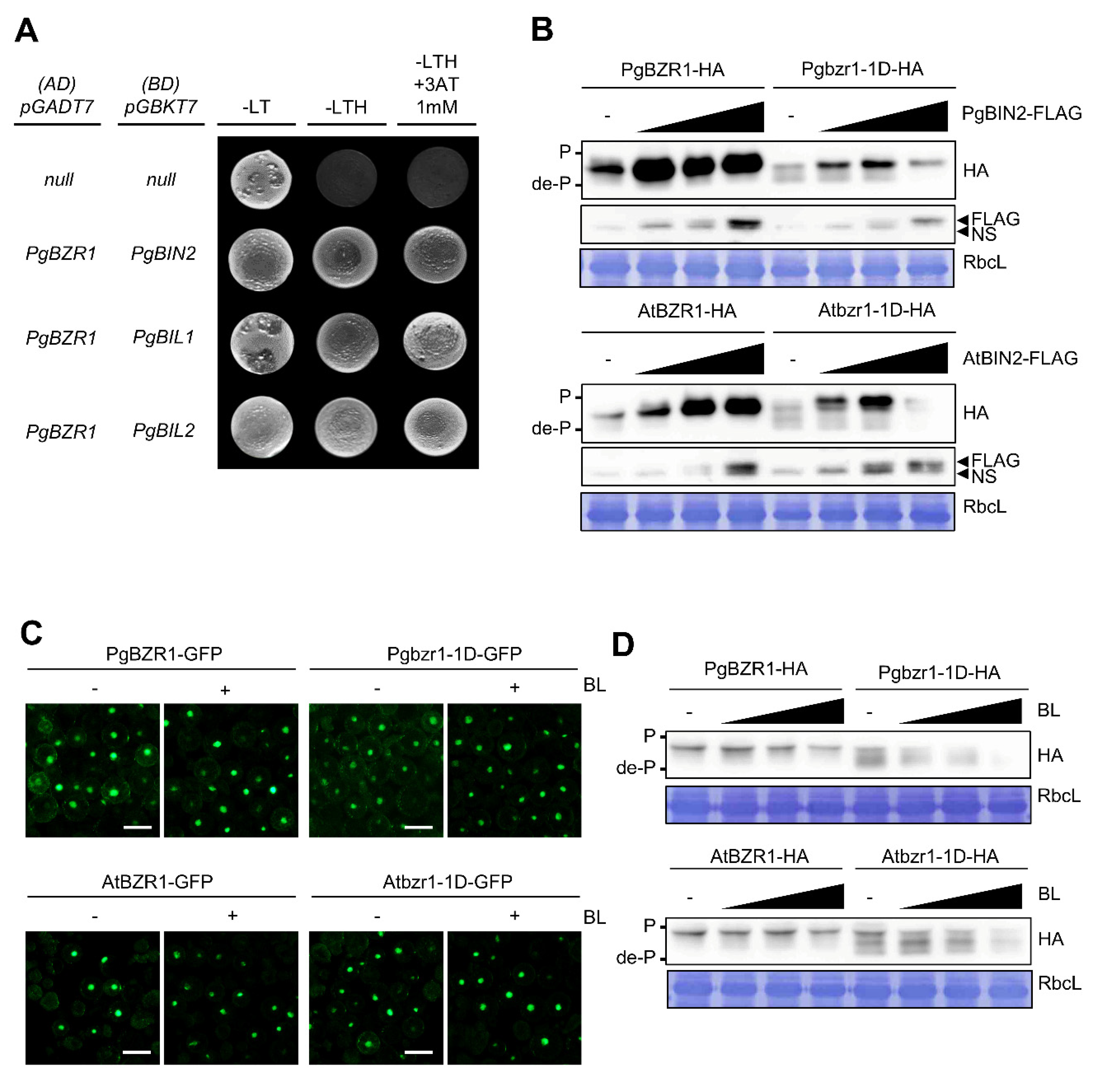 Ijms 21 09666 g004 Ijms 21 09666 g004