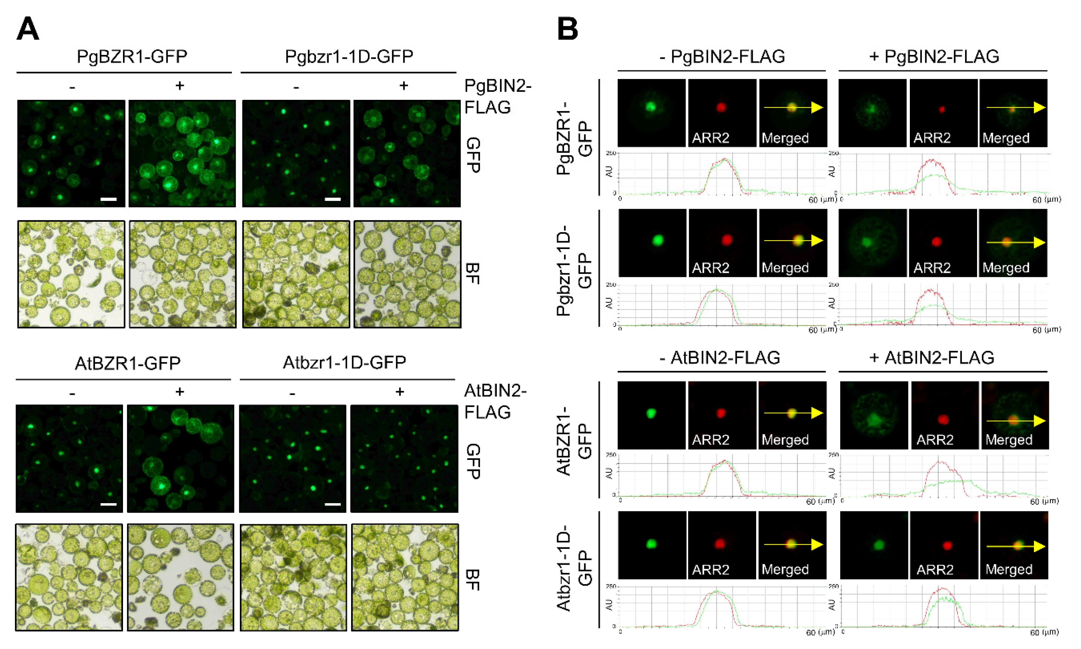 Ijms 21 09666 g005 Ijms 21 09666 g005
