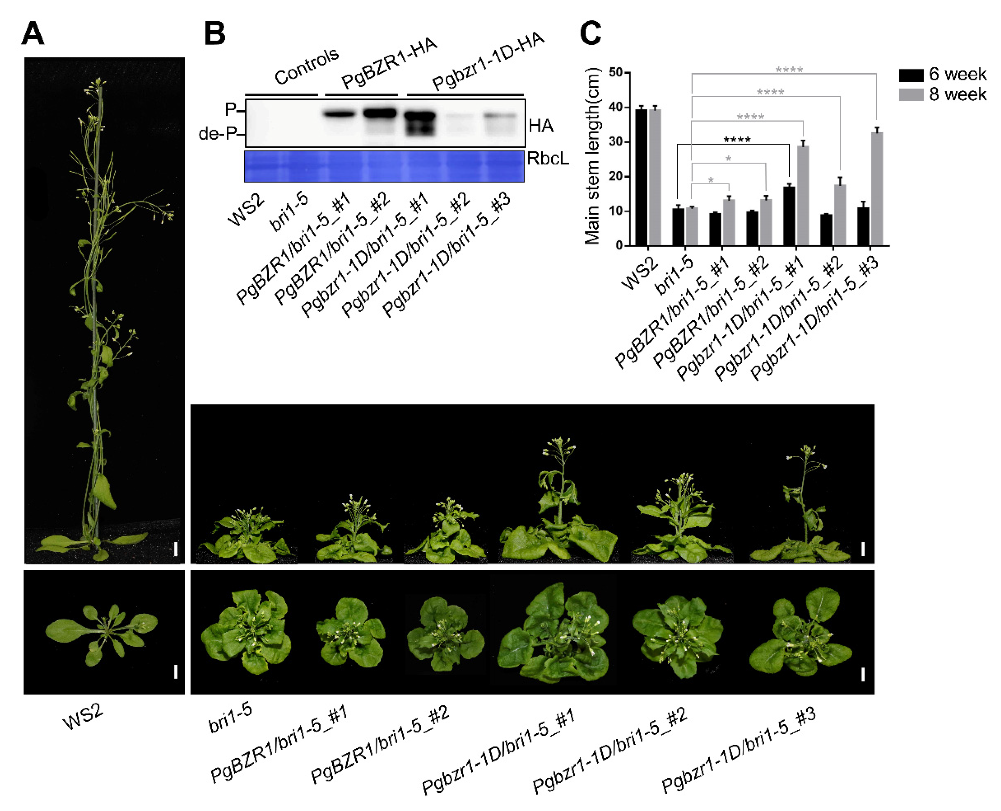 Ijms 21 09666 g006 Ijms 21 09666 g006