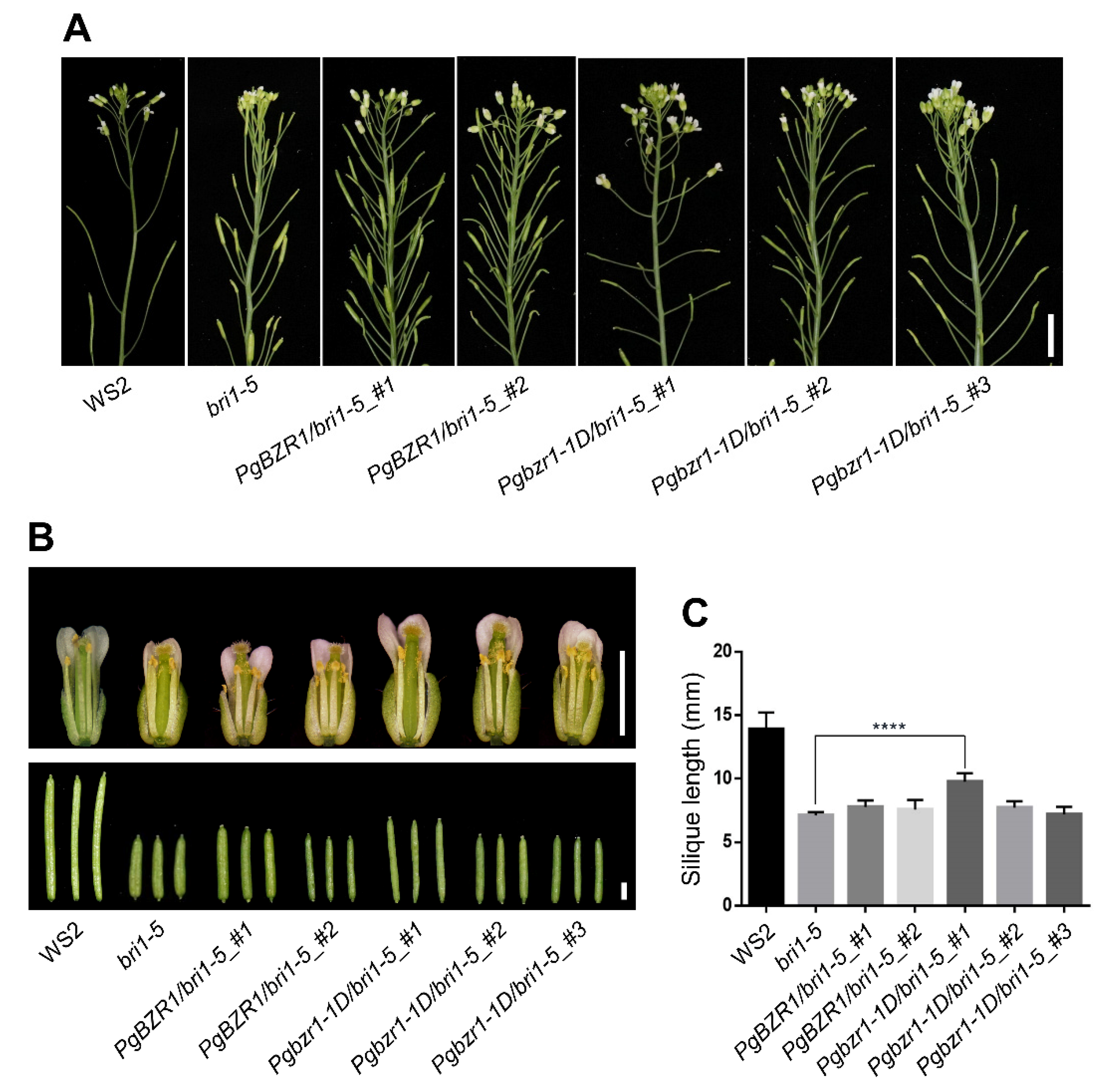 Ijms 21 09666 g007 Ijms 21 09666 g007