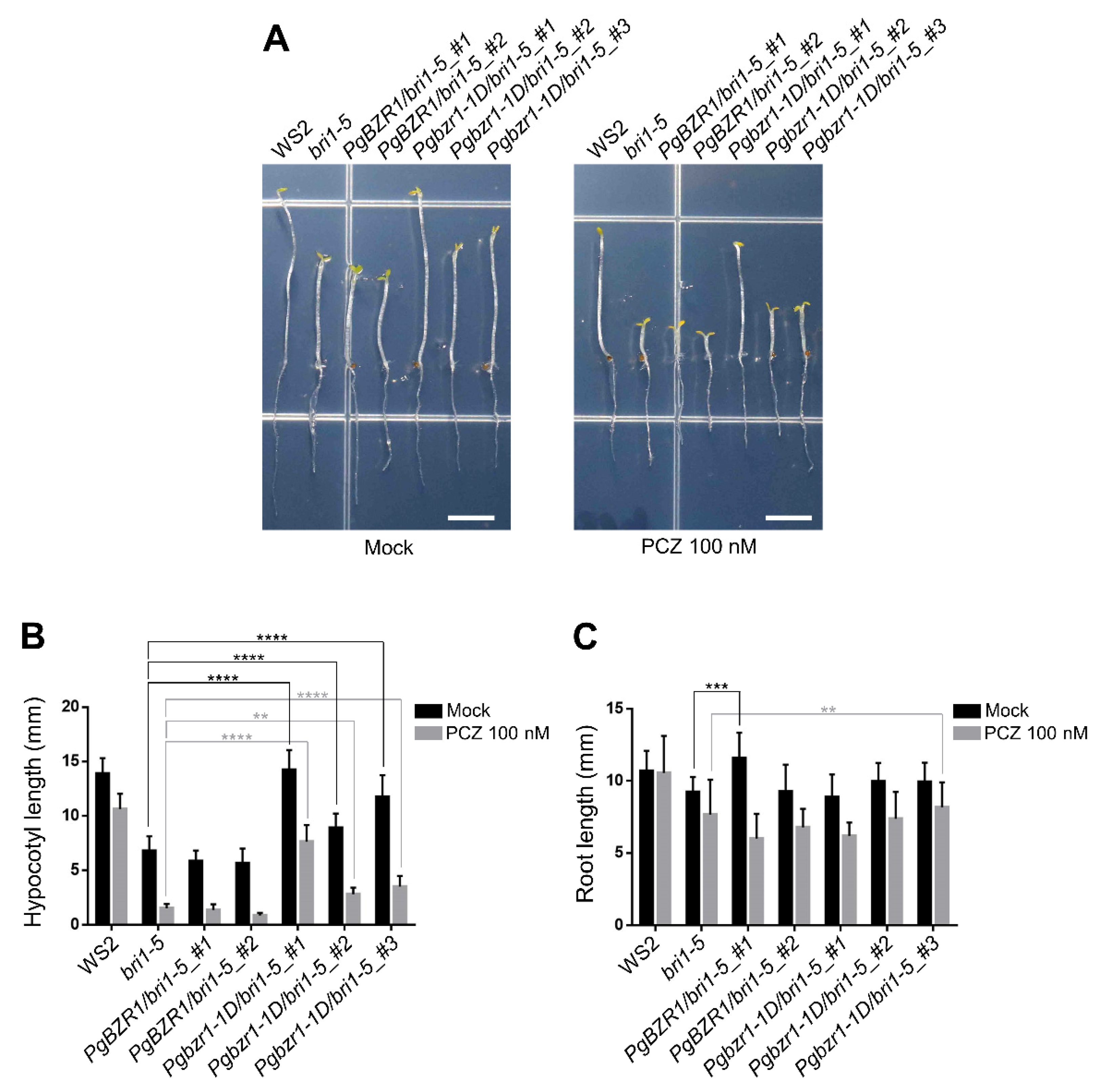 Ijms 21 09666 g008 Ijms 21 09666 g008