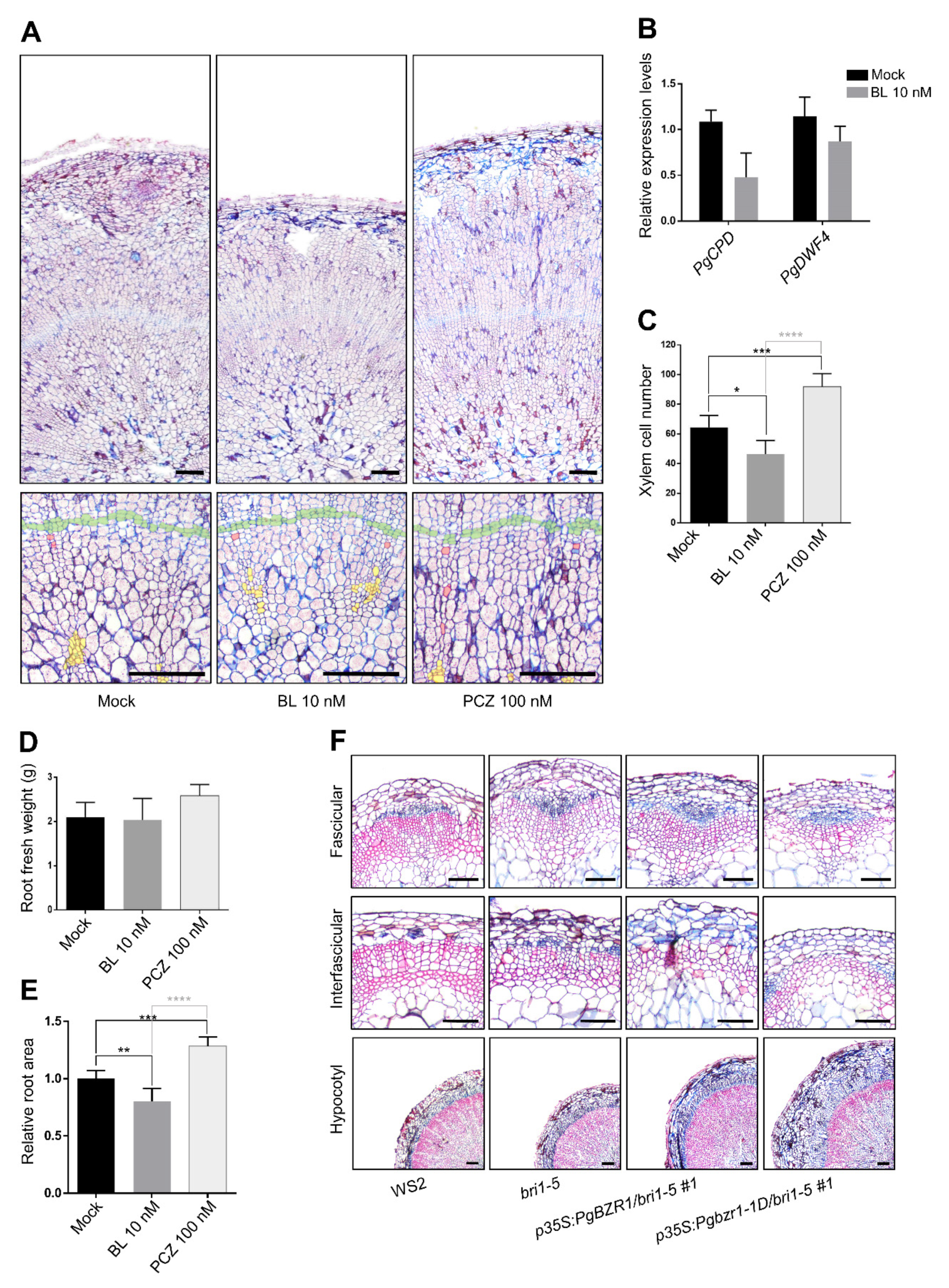 Ijms 21 09666 g009 Ijms 21 09666 g009