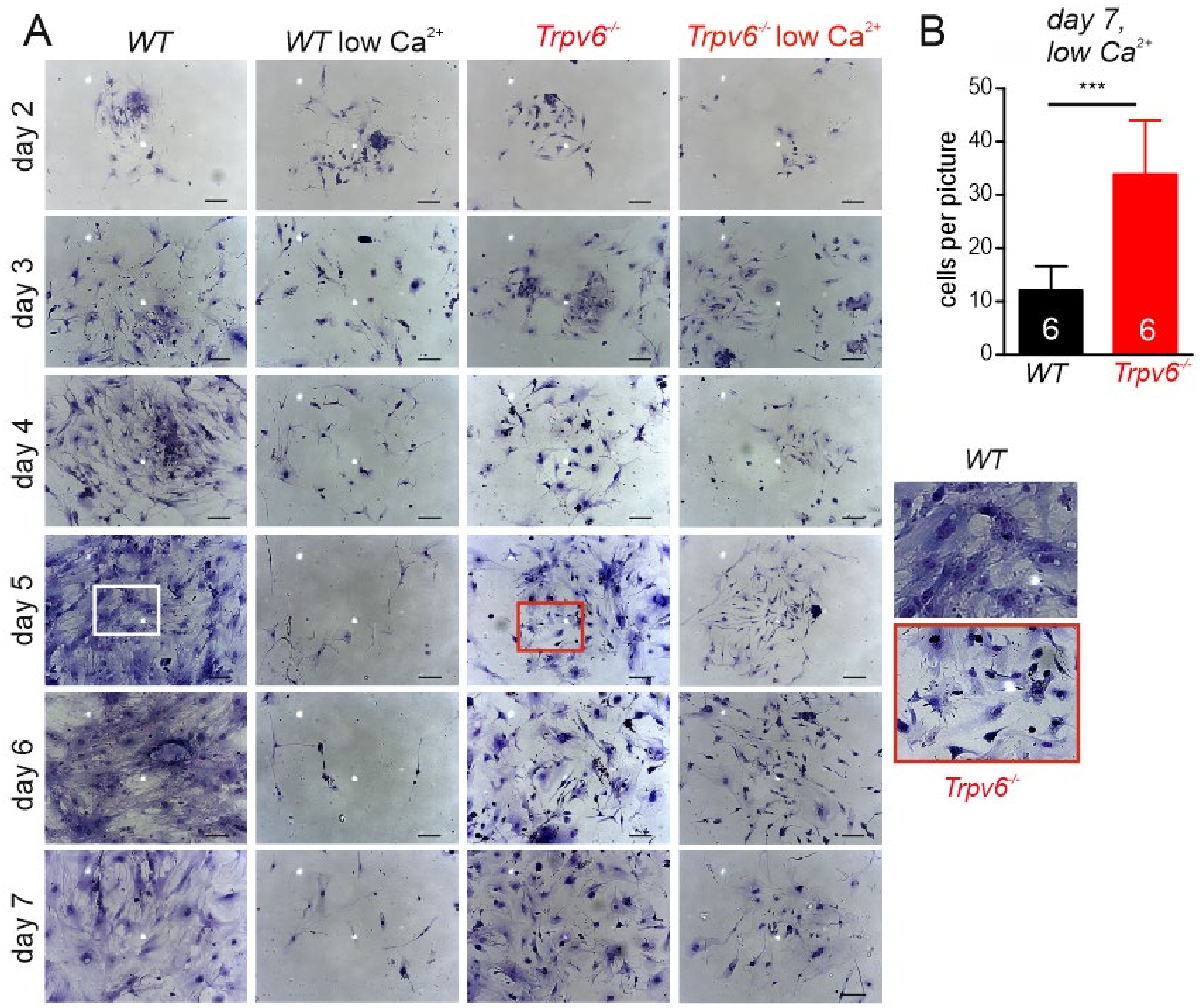 Ijms 21 09674 g003 Ijms 21 09674 g003