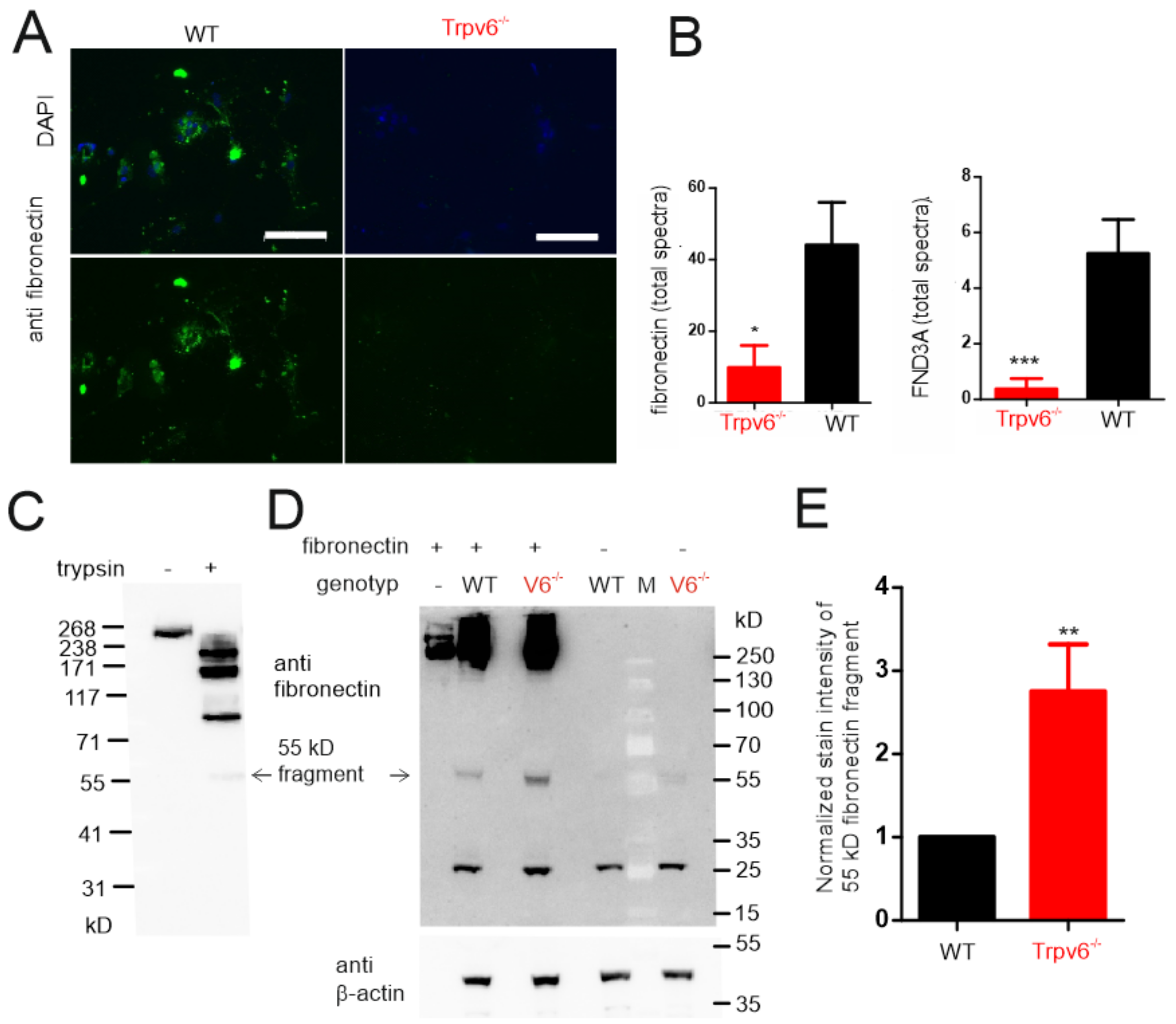 Ijms 21 09674 g006 Ijms 21 09674 g006