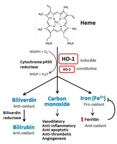 75 uses of Hydrogen peroxide for prevention and treatment of common health  problems: Miracle use of hydrogen peroxide for prevention and treating of