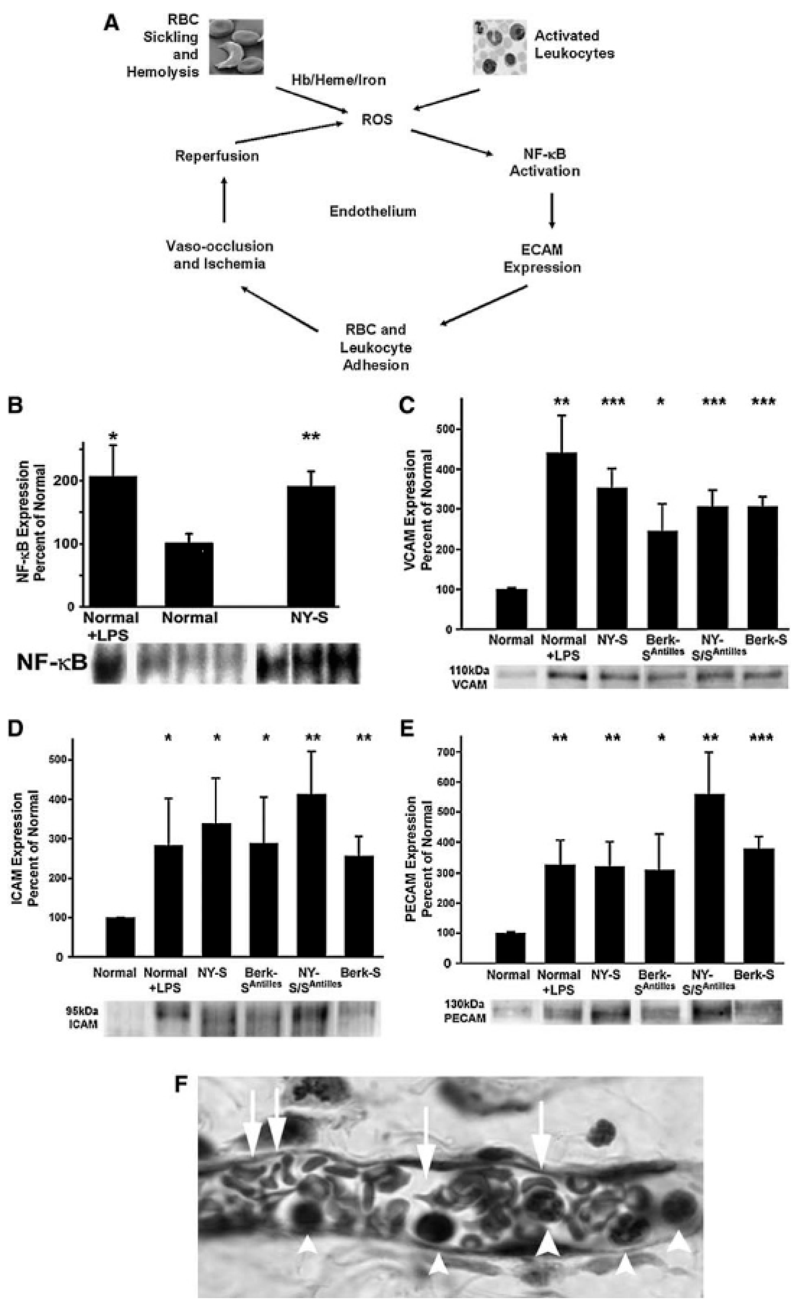 Ijms 21 09698 g002 Ijms 21 09698 g002