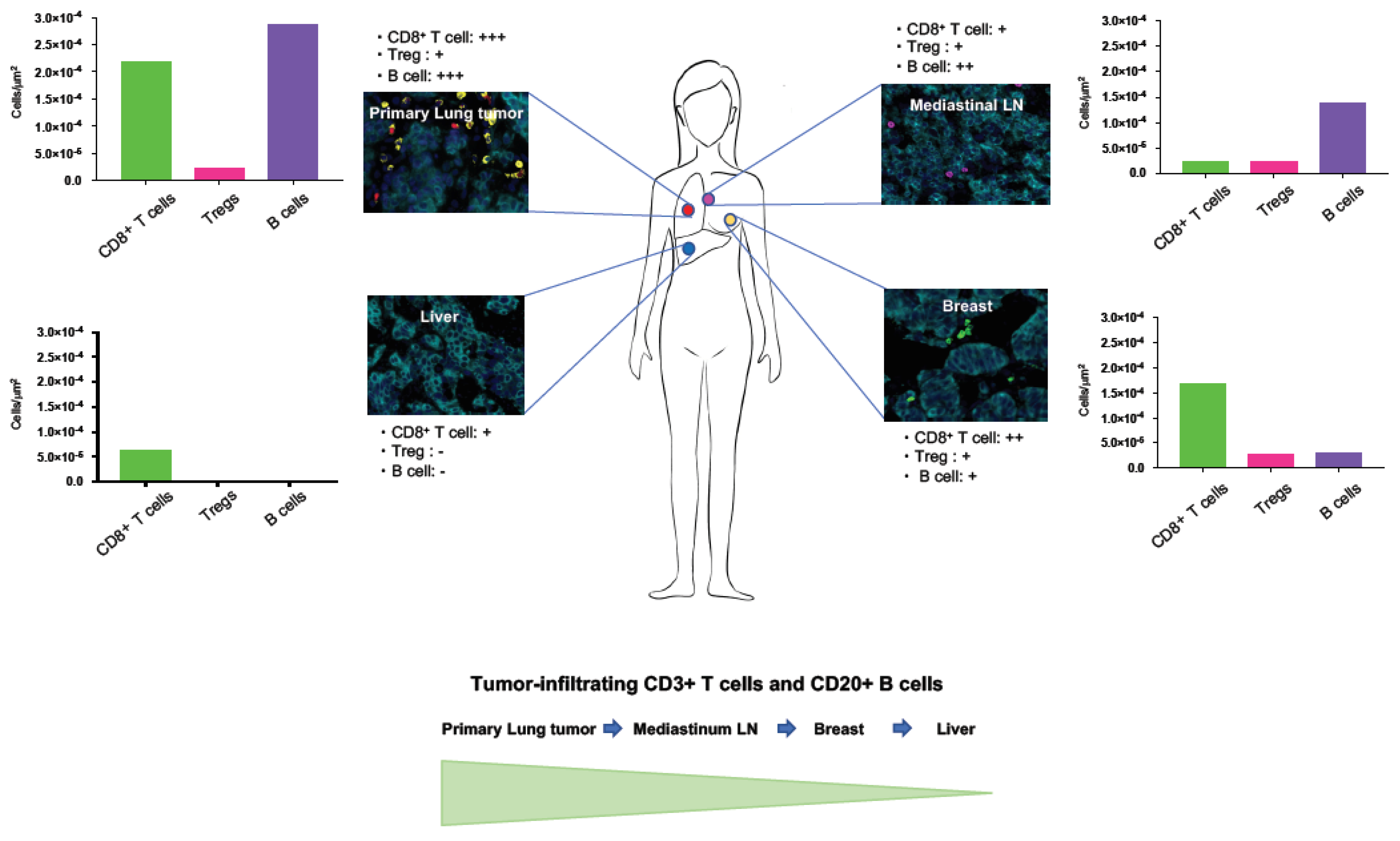 Ijms 21 09705 g004 Ijms 21 09705 g004