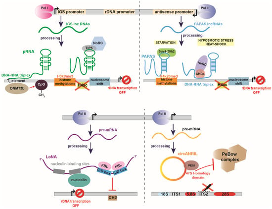 IJMS | Free Full-Text | Non-Coding RNA-Driven Regulation of rRNA Biogenesis