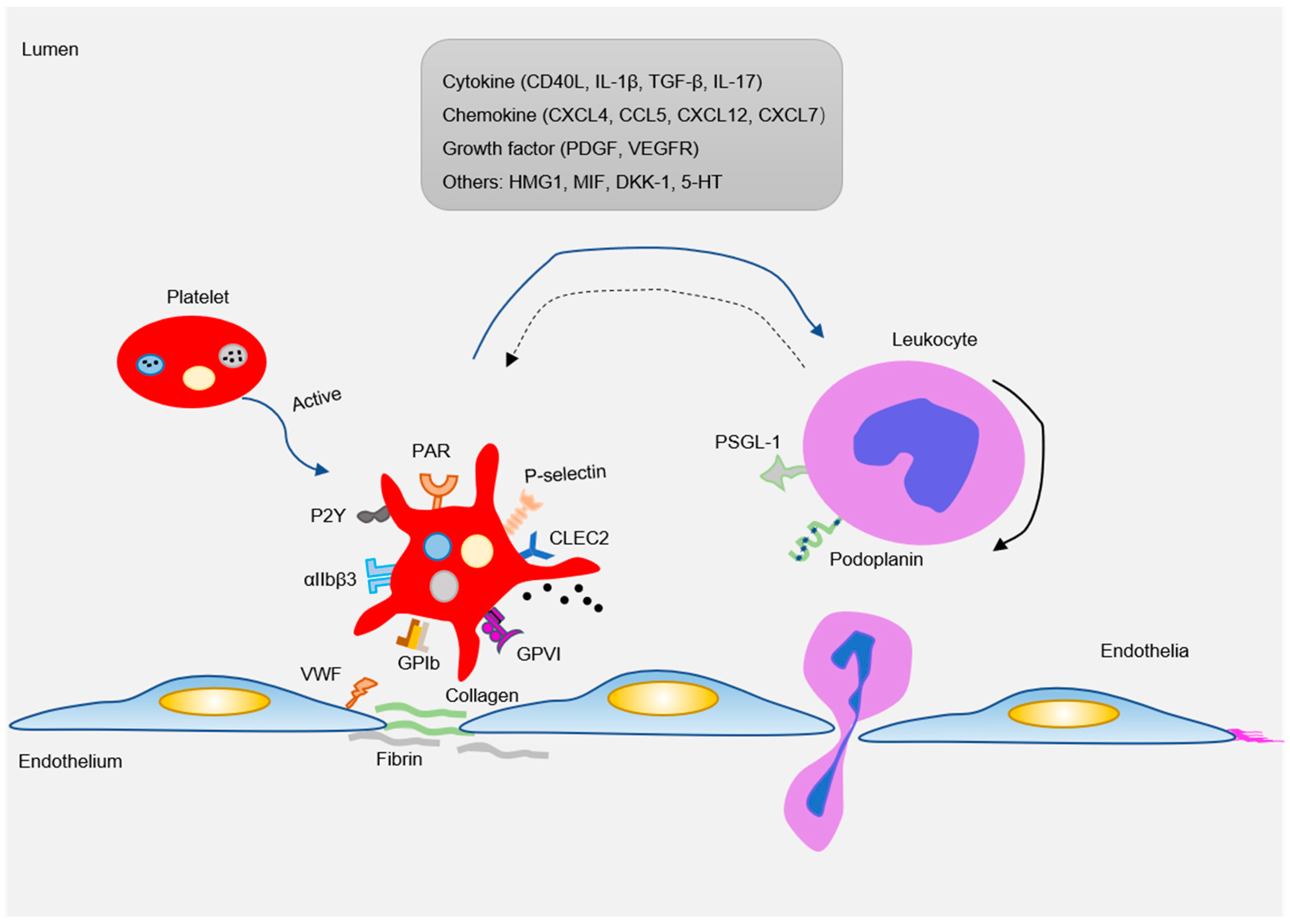 IJMS | Free Full-Text | Targeting Platelet in Atherosclerosis Plaque  Formation: Current Knowledge and Future Perspectives | HTML