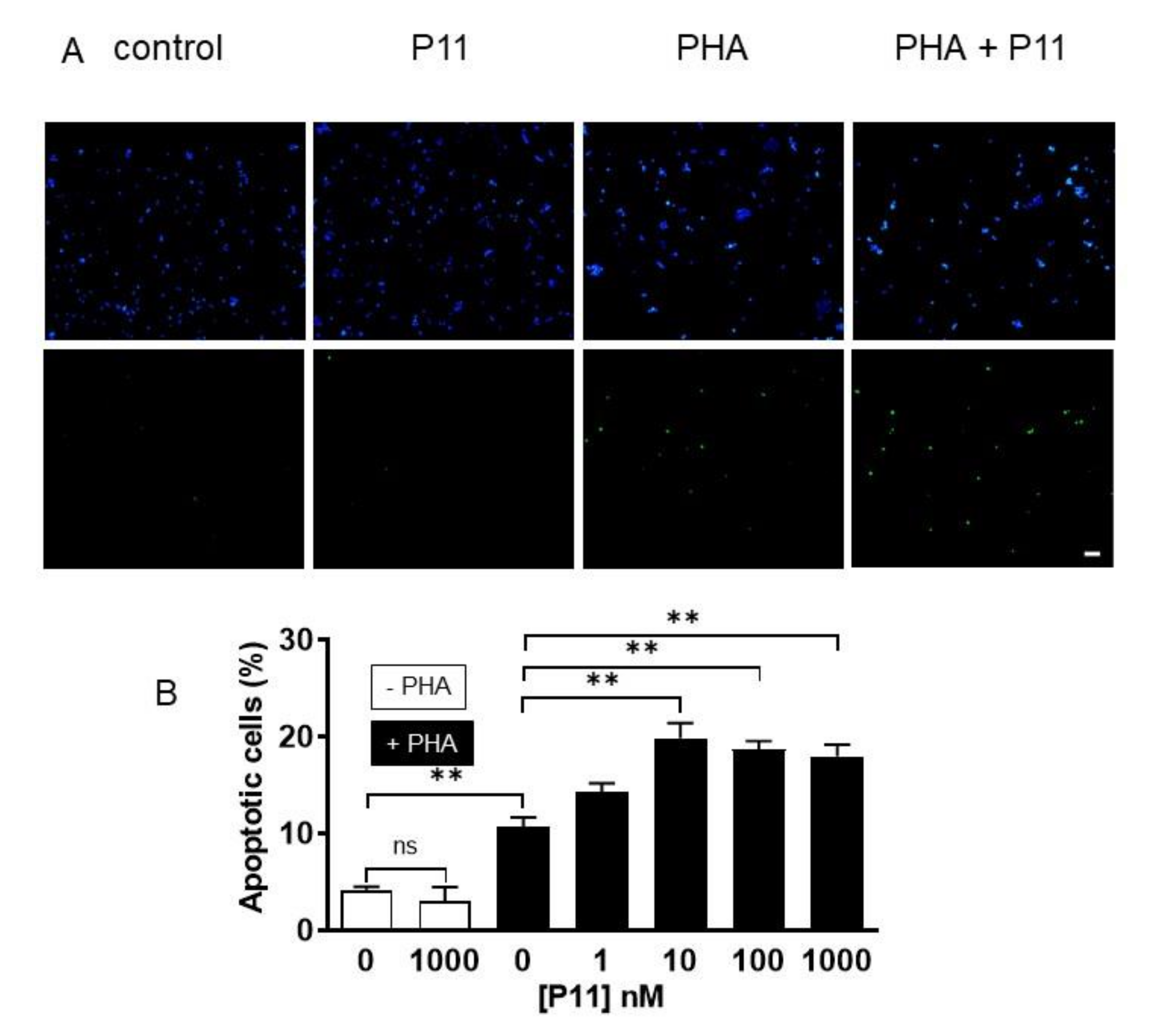 Ijms 21 09777 g007 Ijms 21 09777 g007