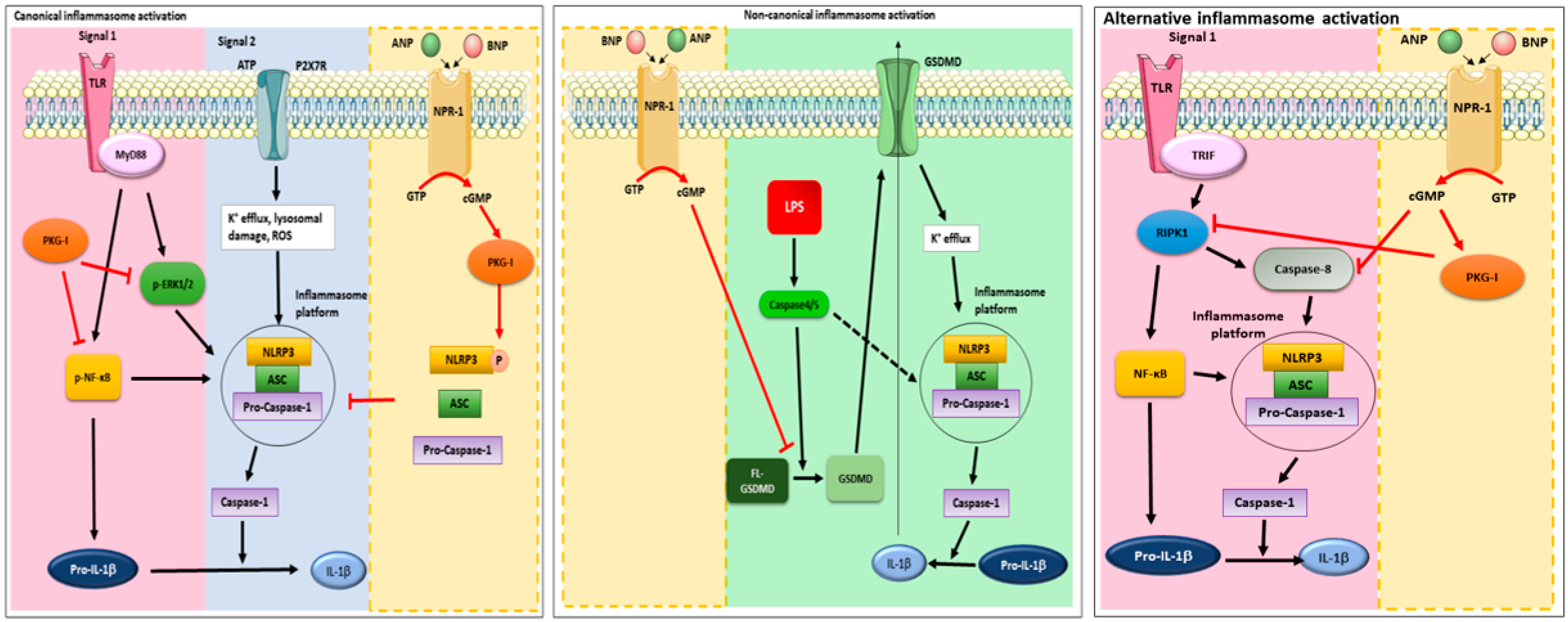 Ijms 22 00024 g006 Ijms 22 00024 g006