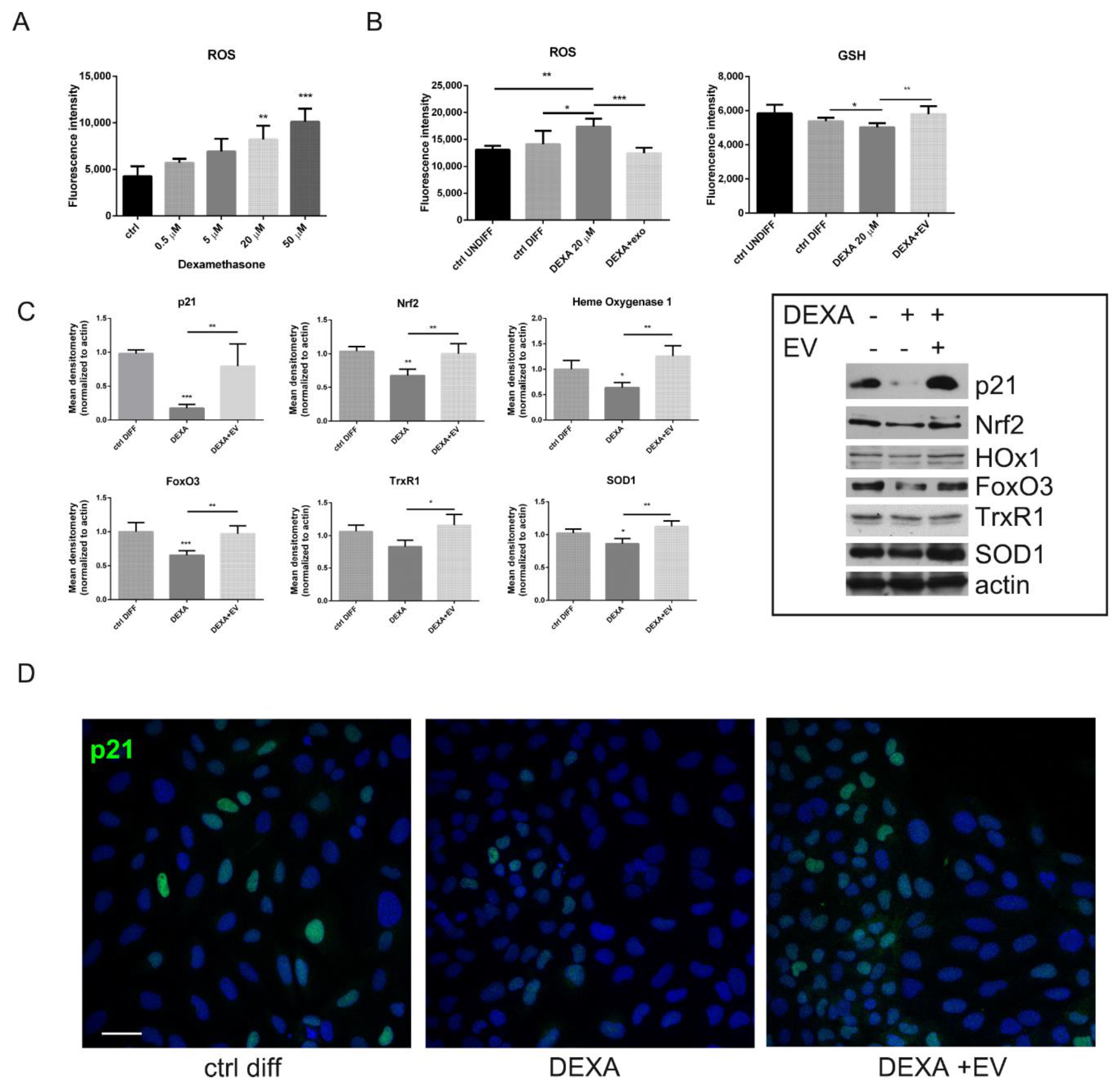 Ijms 22 00038 g003 Ijms 22 00038 g003