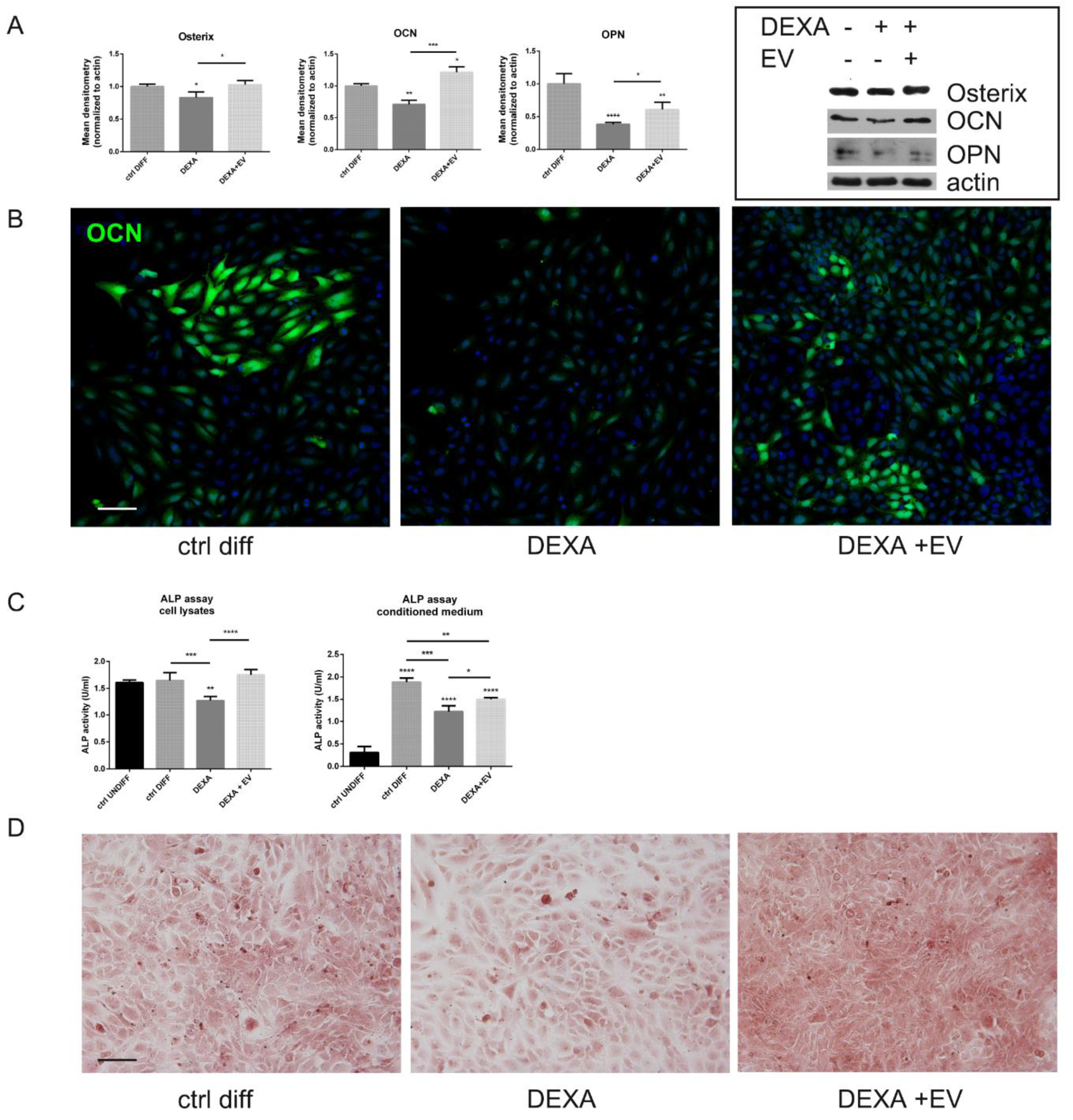 Ijms 22 00038 g004 Ijms 22 00038 g004