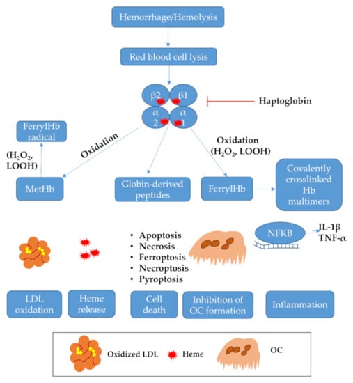 Ijms Free Full Text Therapeutic Potential Of Carbon Monoxide Co And Hydrogen Sulfide H2s In Hemolytic And Hemorrhagic Vascular Disorders Interaction Between The Heme Oxygenase And H2s Producing Systems Html