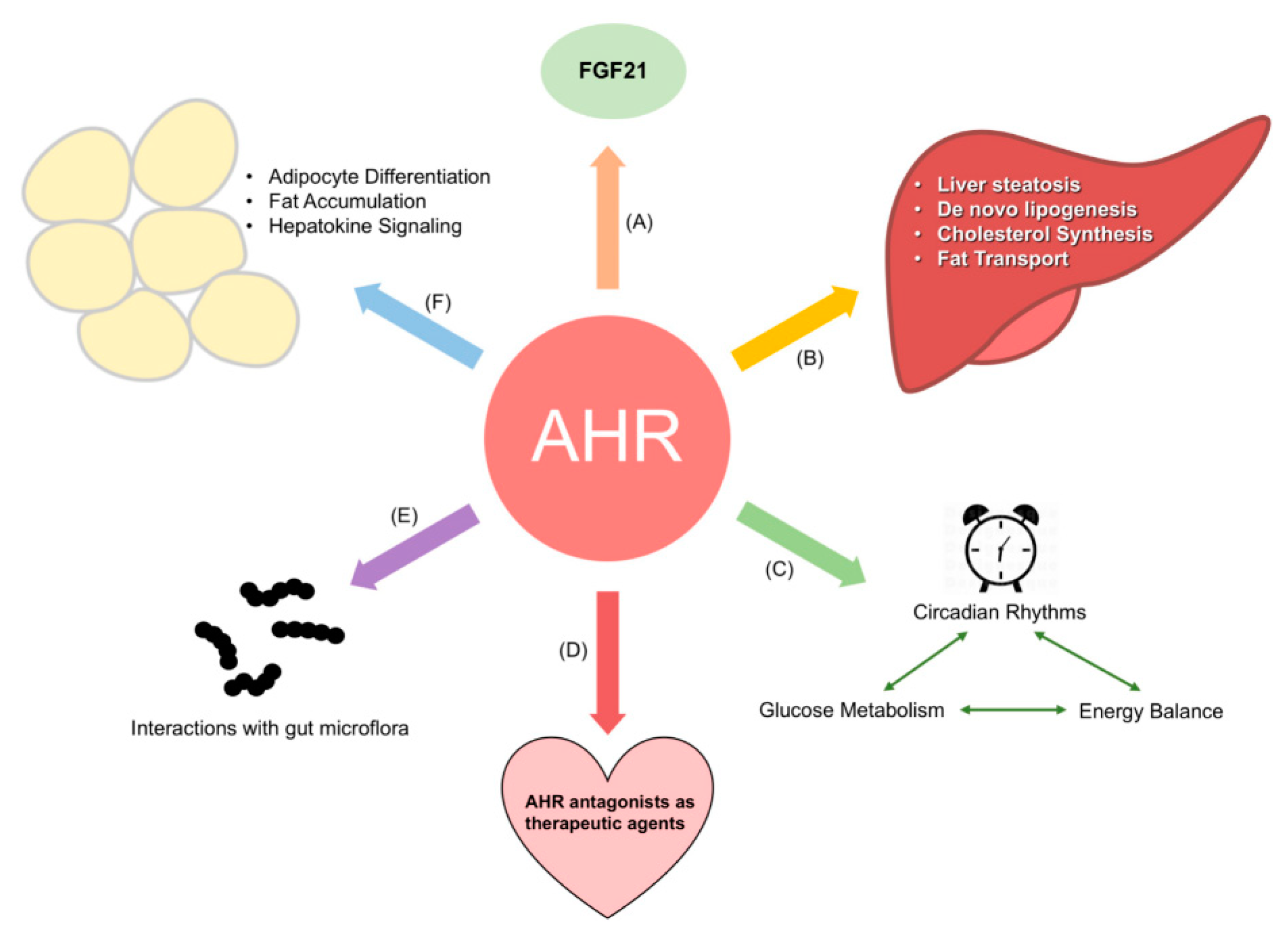 Ijms Free Full Text The Aryl Hydrocarbon Receptor In Energy Balance