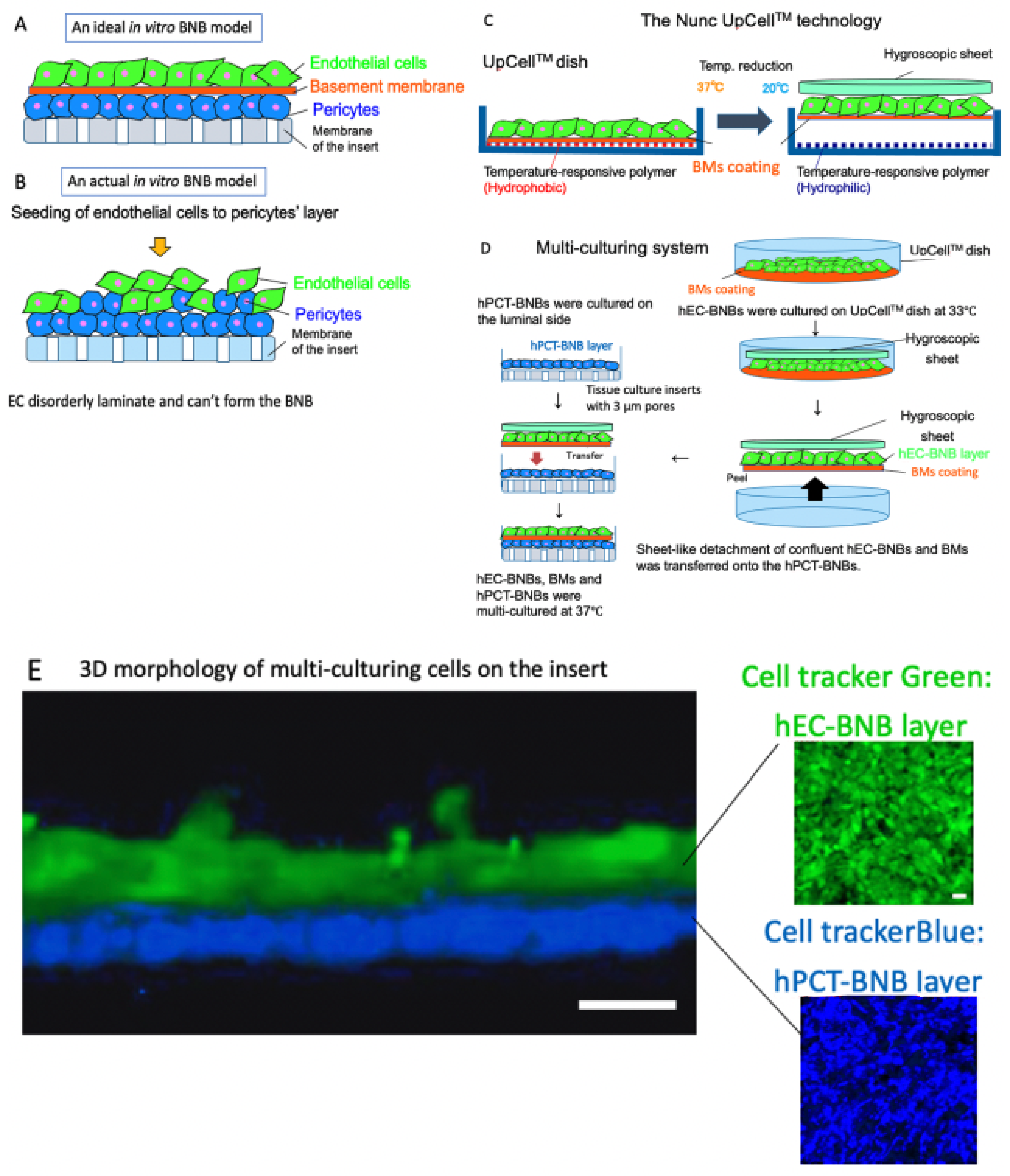 Ijms 22 00062 g003 Ijms 22 00062 g003
