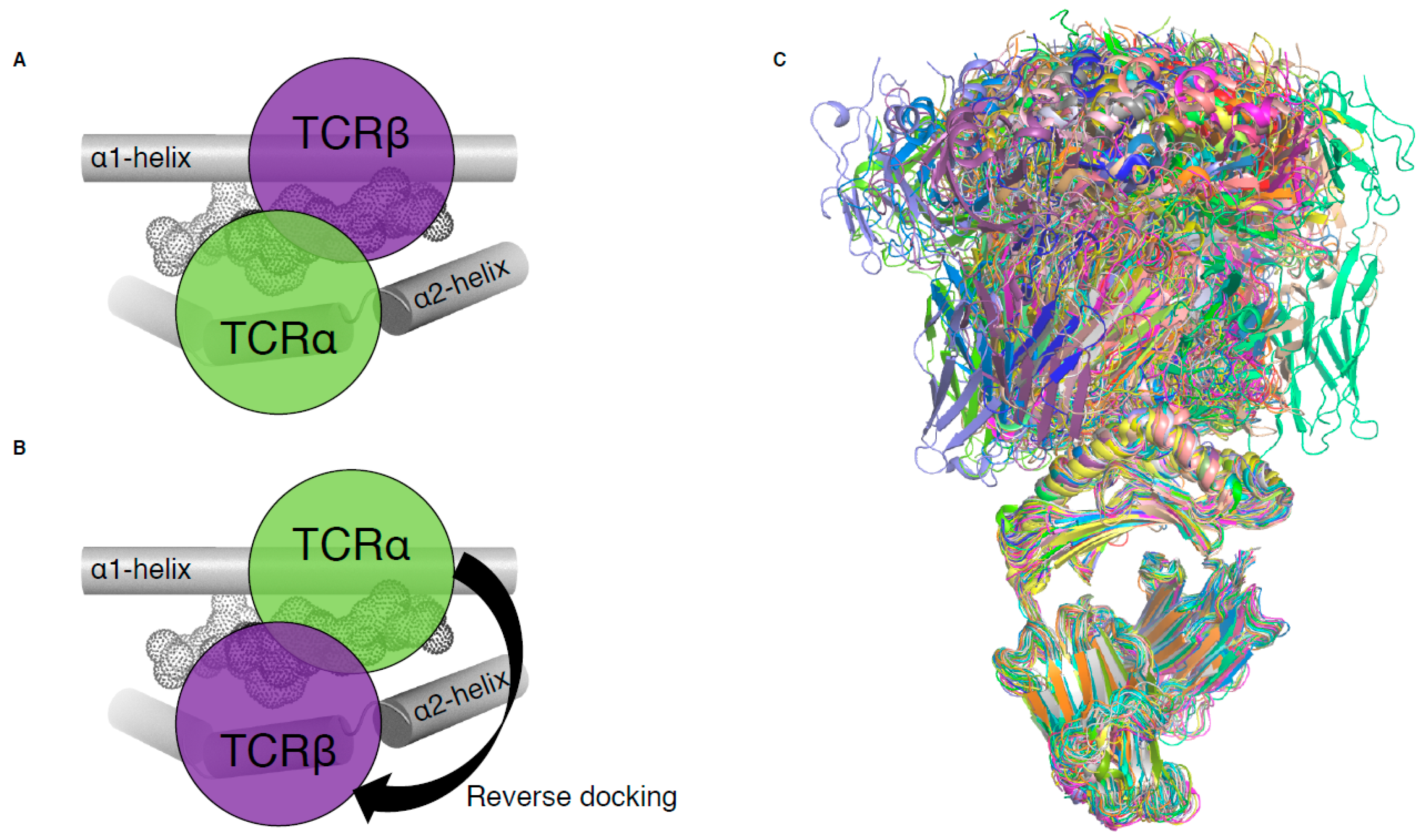 Ijms Free Full Text Tcr Recognition Of Peptide Mhc I Rule Makers And Breakers Html