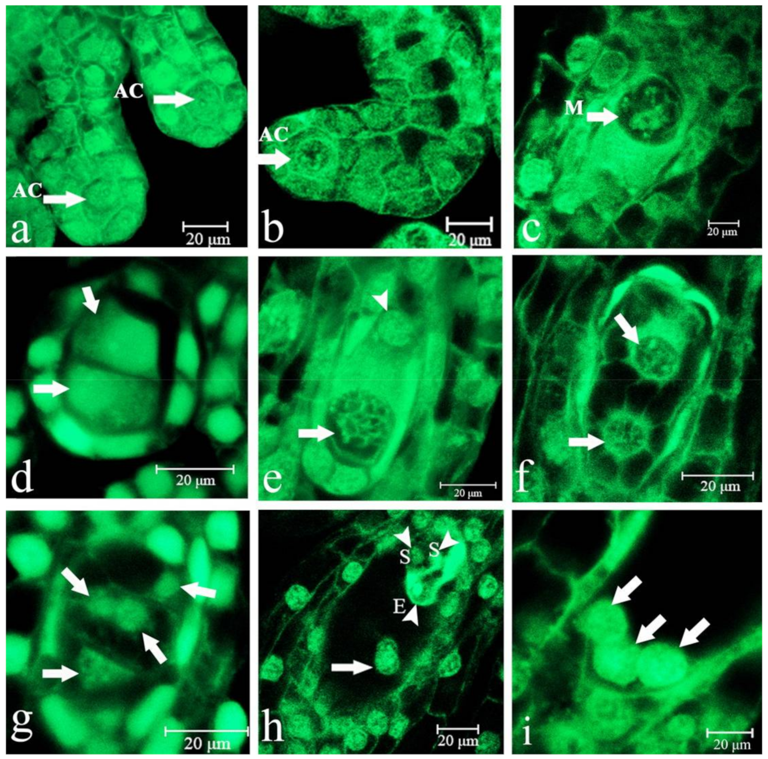 Ijms 22 00084 g001 Ijms 22 00084 g001