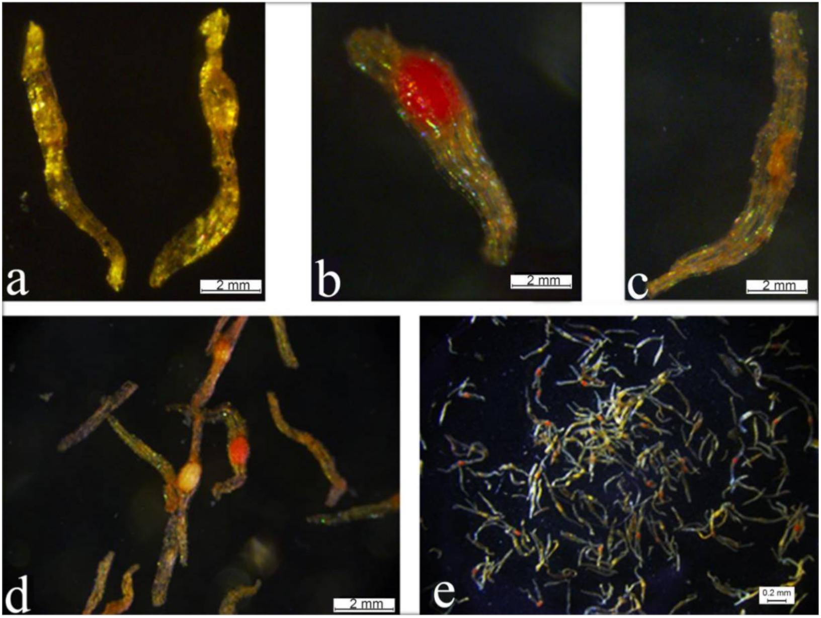 Ijms 22 00084 g004 Ijms 22 00084 g004