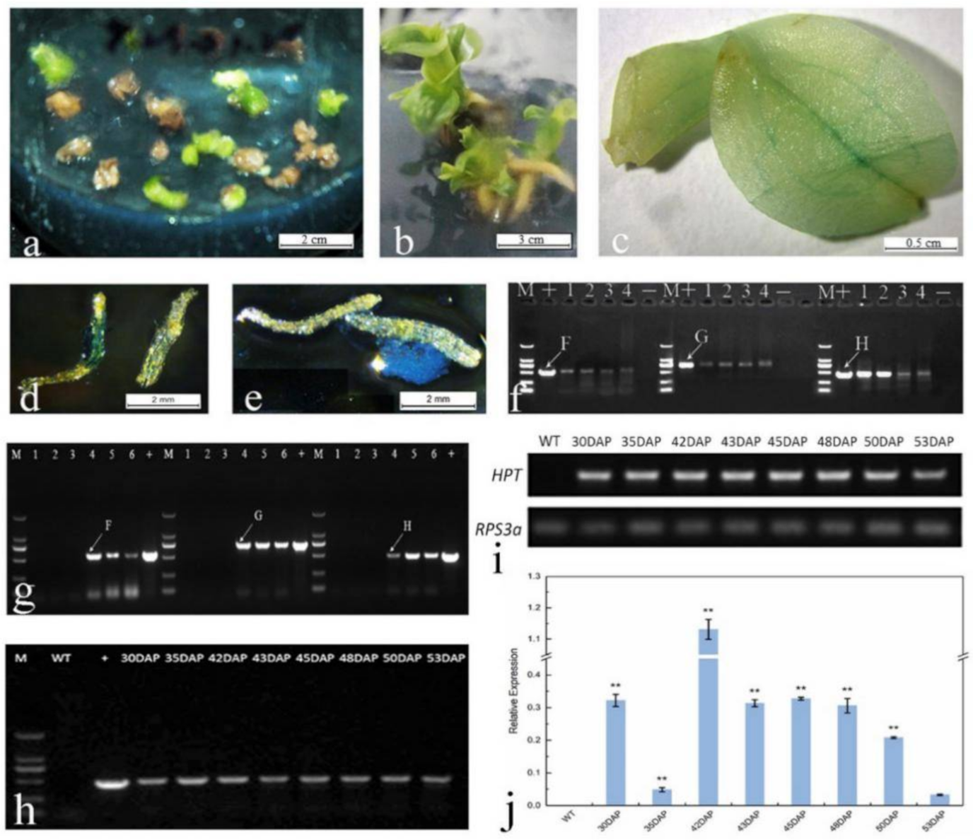 Ijms 22 00084 g005 Ijms 22 00084 g005
