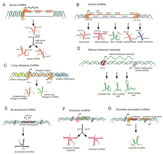 IJMS | Free Full-Text | Long Non-Coding RNAs, the Dark Matter: An ...