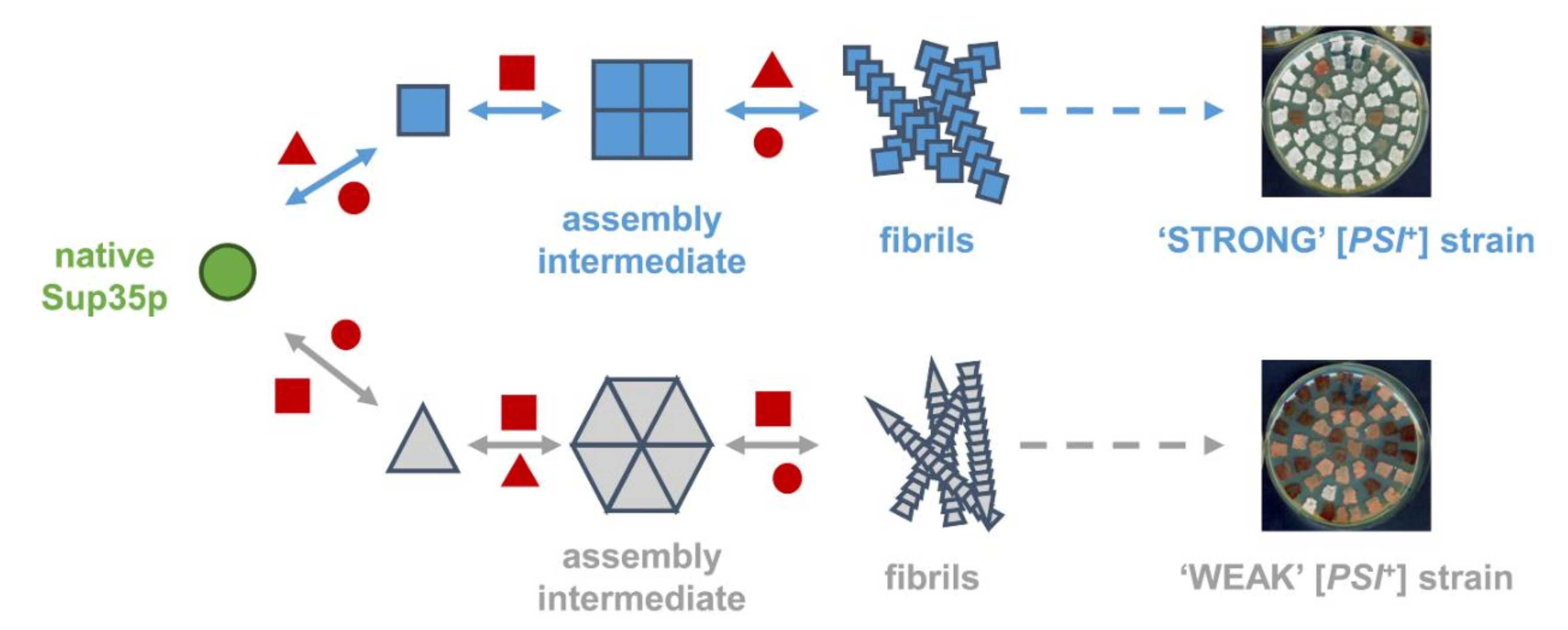 Mutant septins evade exclusion by quality control if assembled into