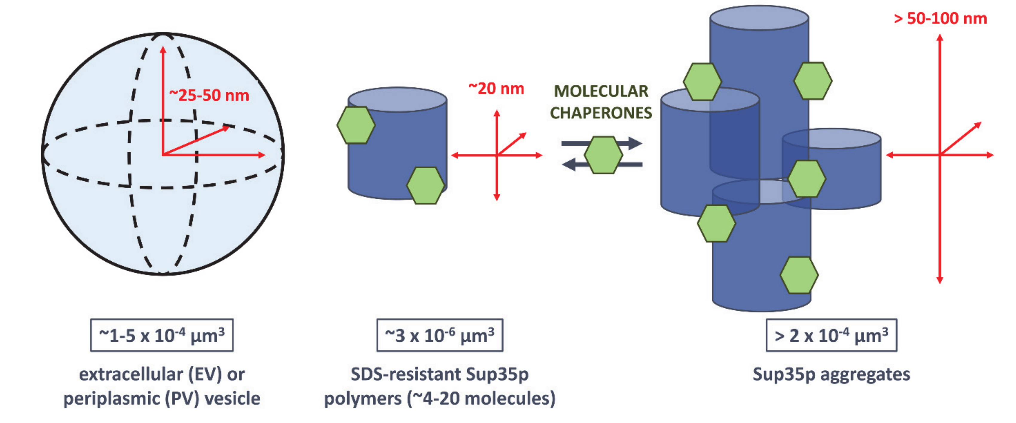 Ijms 22 00090 g004 Ijms 22 00090 g004