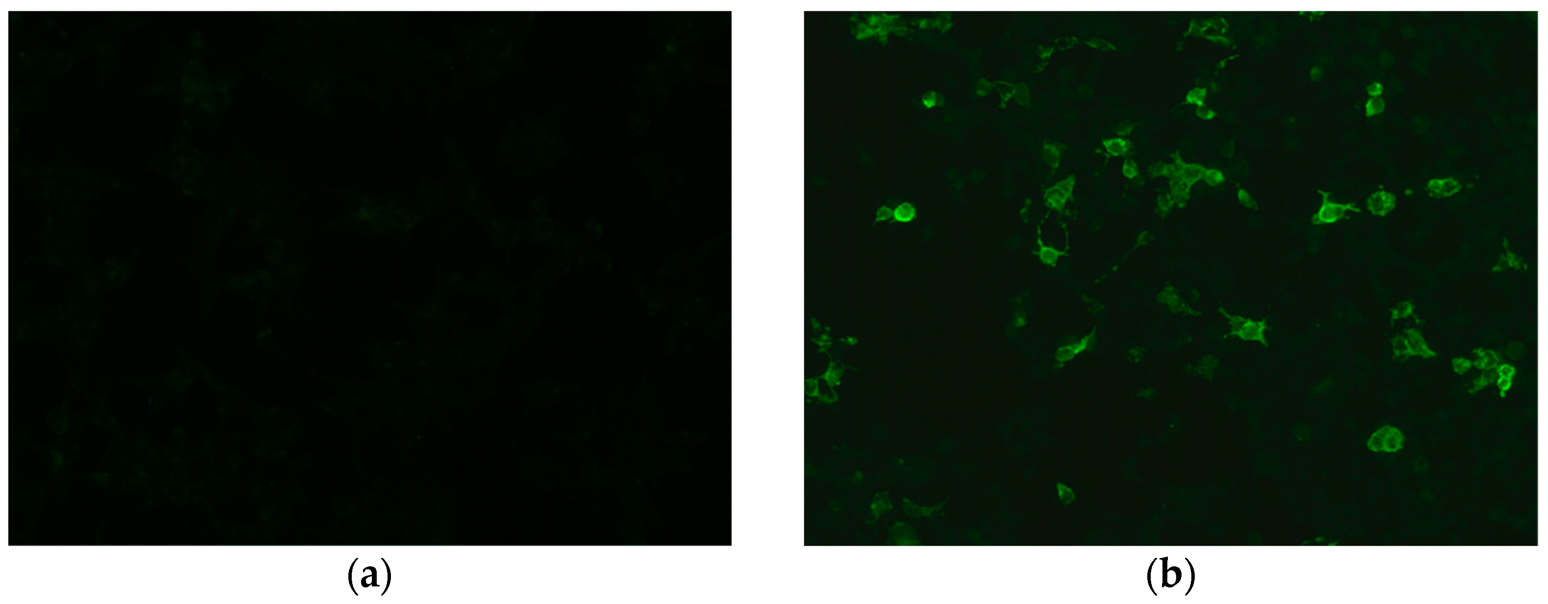 Ijms 22 00100 g002 Ijms 22 00100 g002