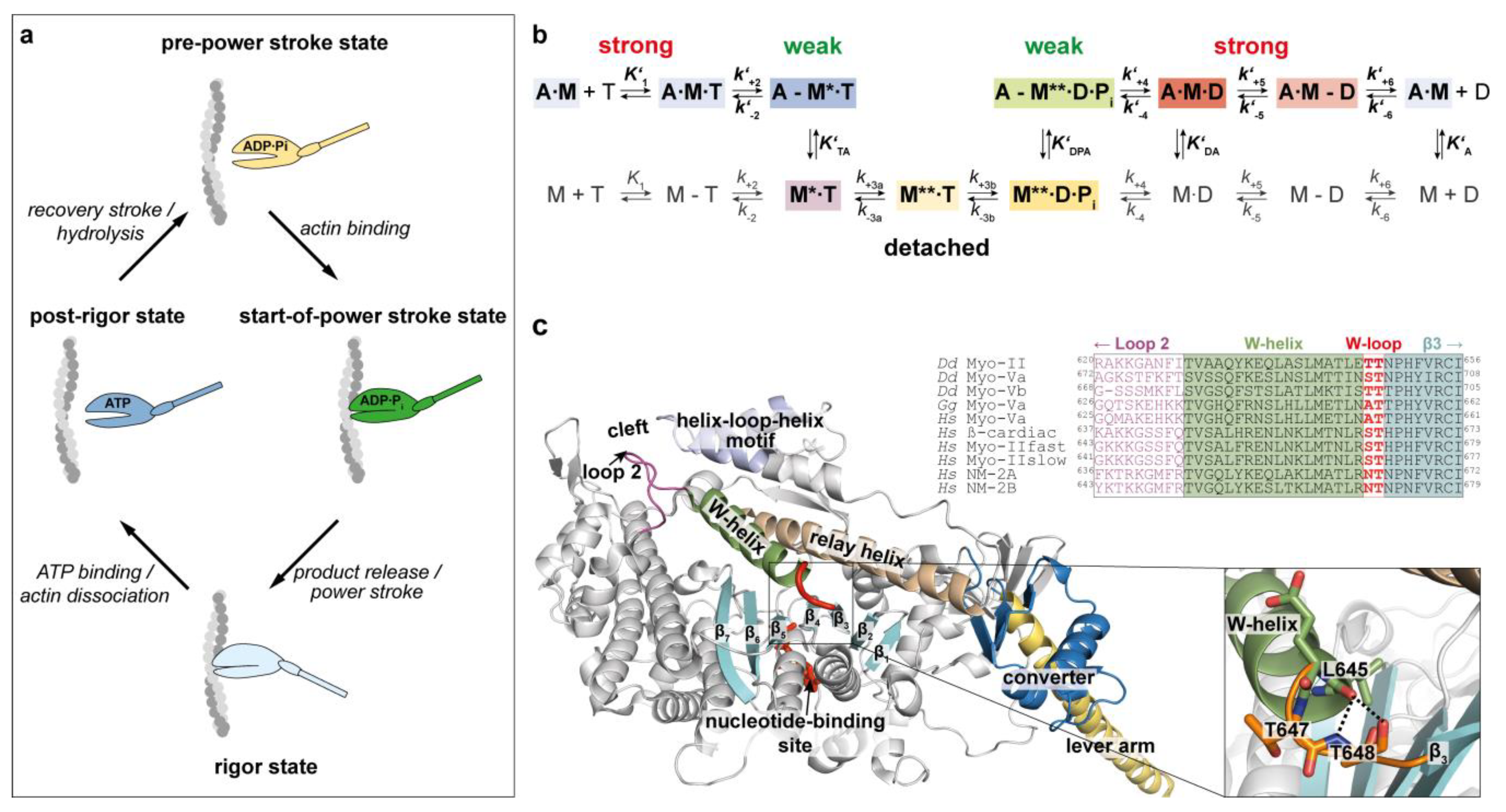 Ijms 22 00104 g001 Ijms 22 00104 g001