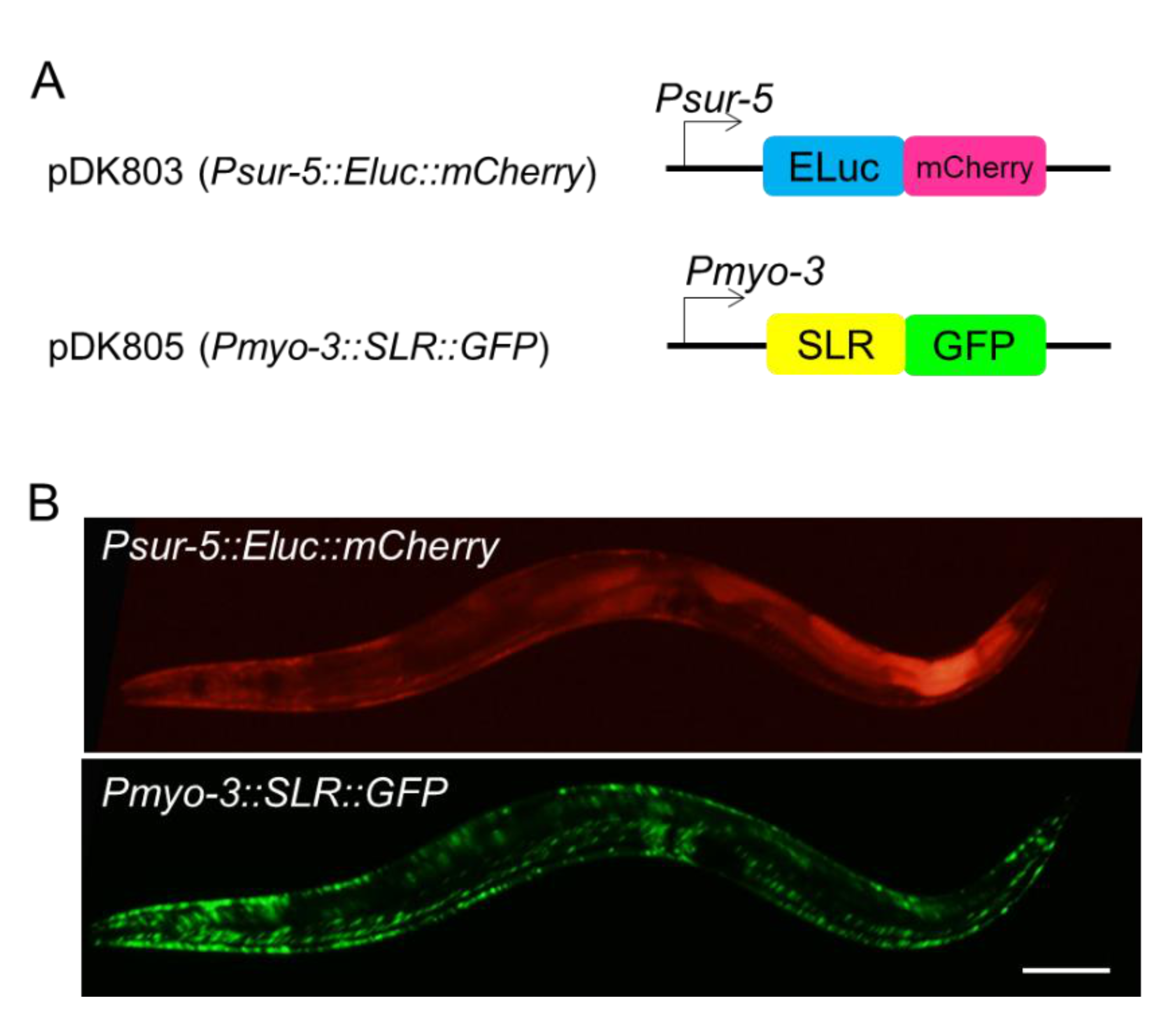 IJMS | Free Full-Text | In Vivo Simultaneous Analysis of Gene Expression by  Dual-Color Luciferases in Caenorhabditis elegans