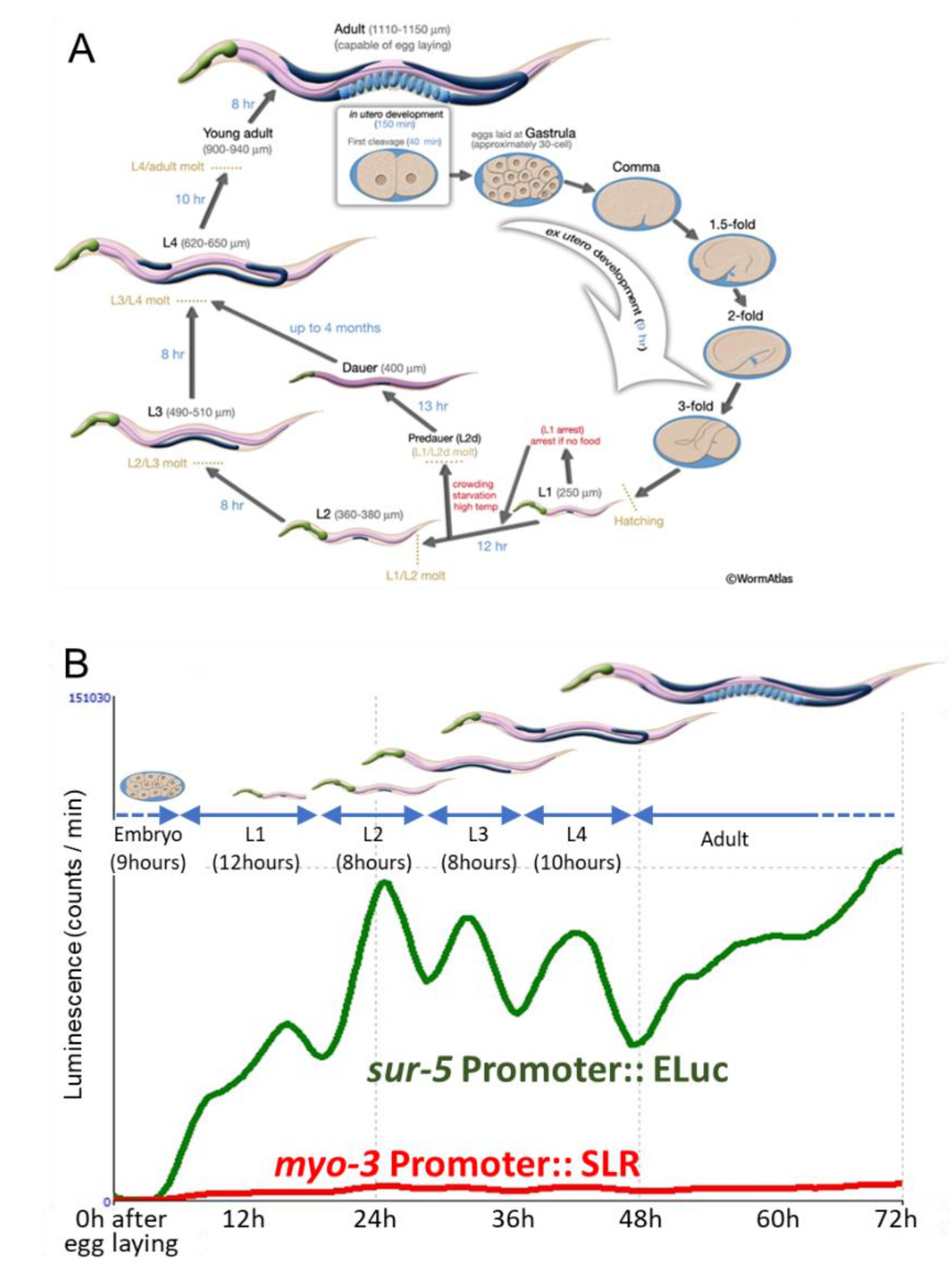 Ijms 22 00119 g002 Ijms 22 00119 g002