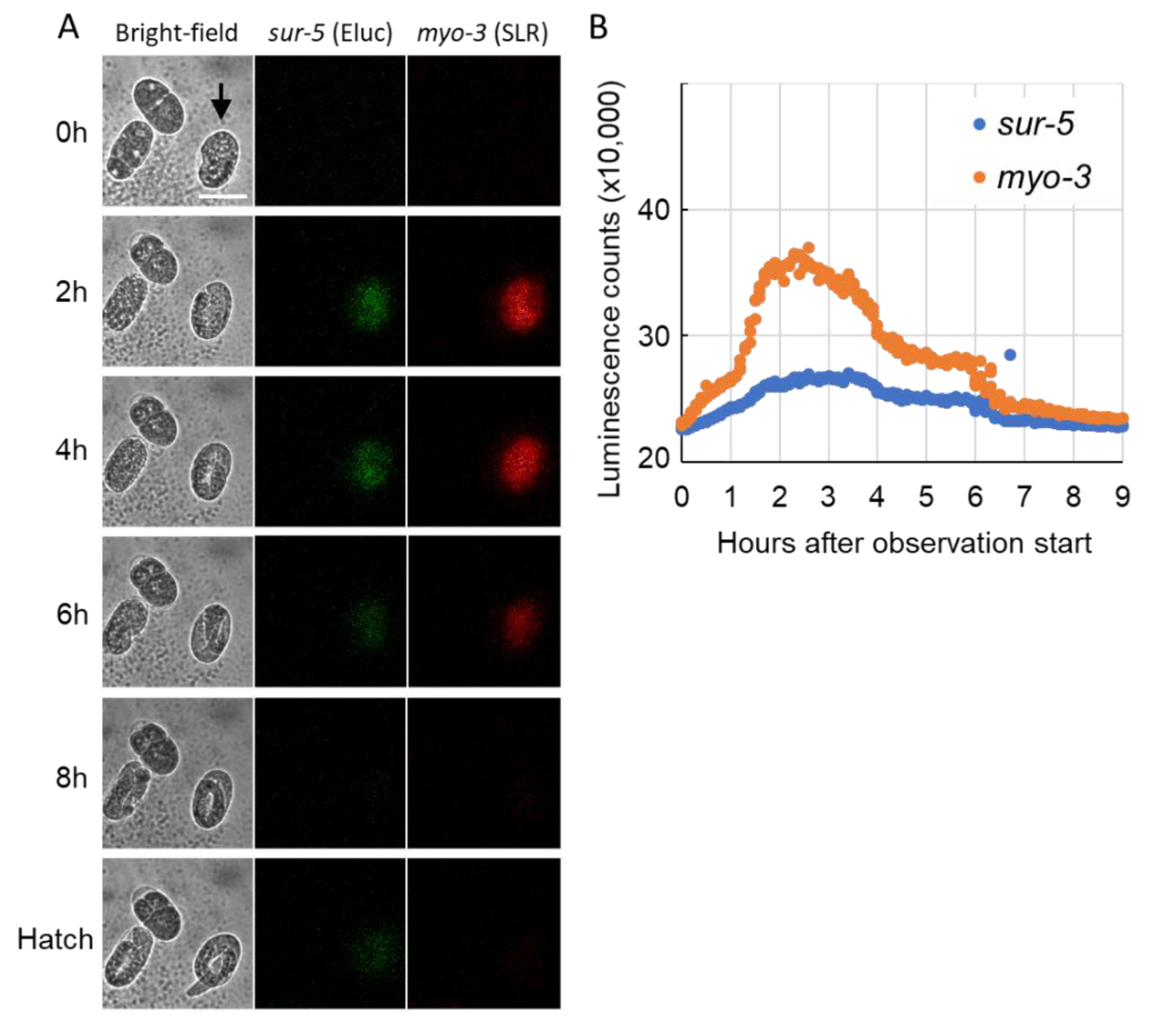 Ijms 22 00119 g004 Ijms 22 00119 g004