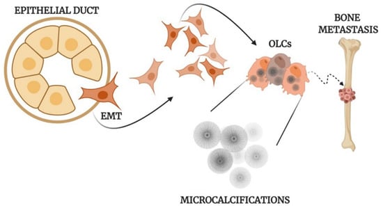 Association of Microcalcification Clusters with Short-term Invasive Breast  Cancer Risk and Breast Cancer Risk Factors