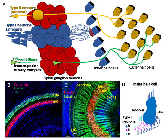 Molecule Required for the Regeneration of Auditory<br/>Hair Cells