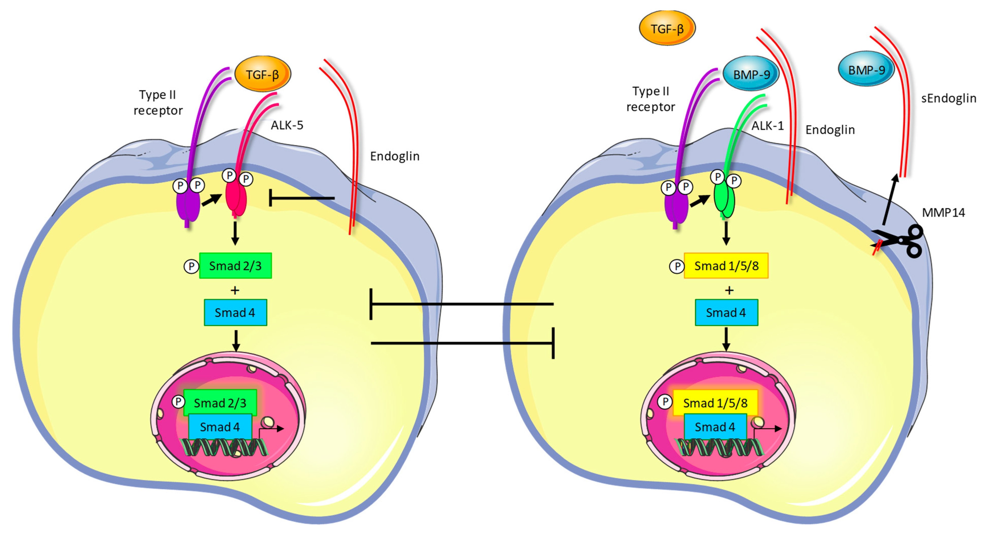 Ijms Free Full Text Endoglin Targeting Lessons Learned And Questions That Remain Html