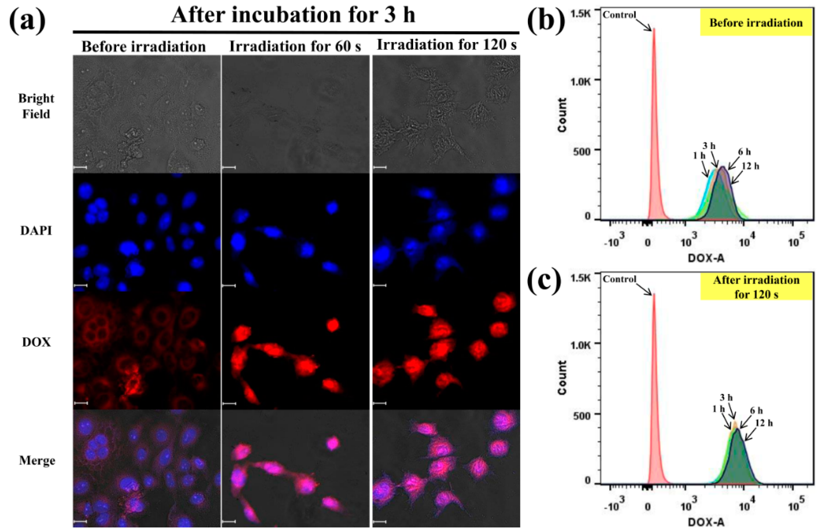 Ijms 22 00154 g004 Ijms 22 00154 g004