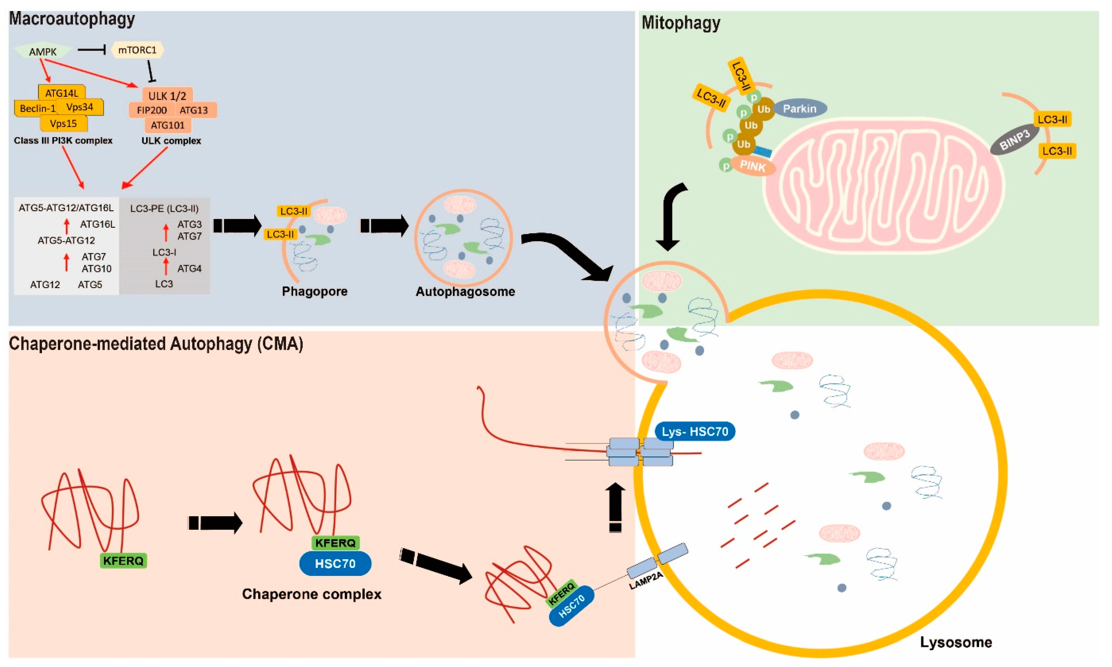 Ijms 22 00179 g001 Ijms 22 00179 g001