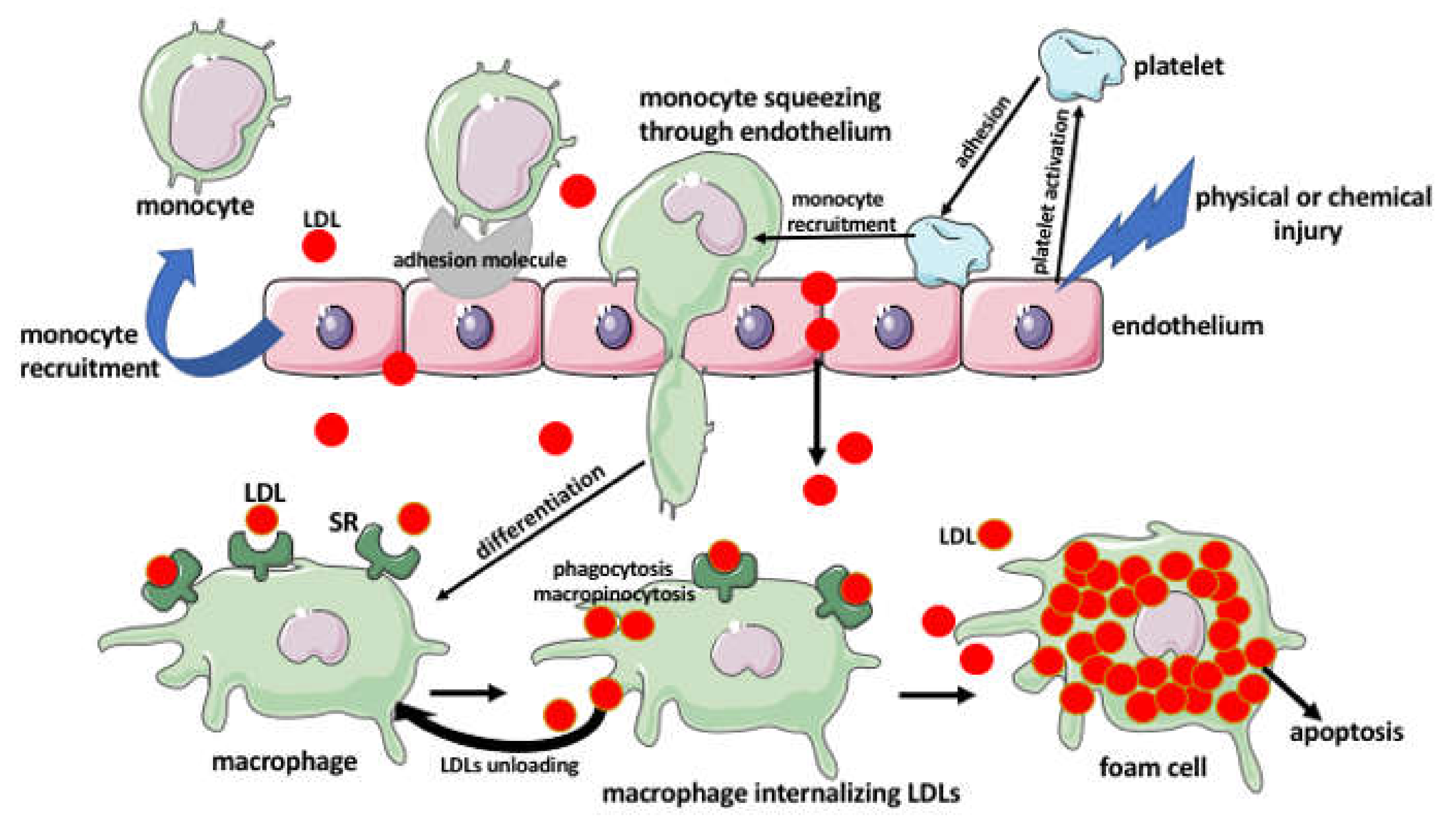 Ijms 22 00216 g002 Ijms 22 00216 g002