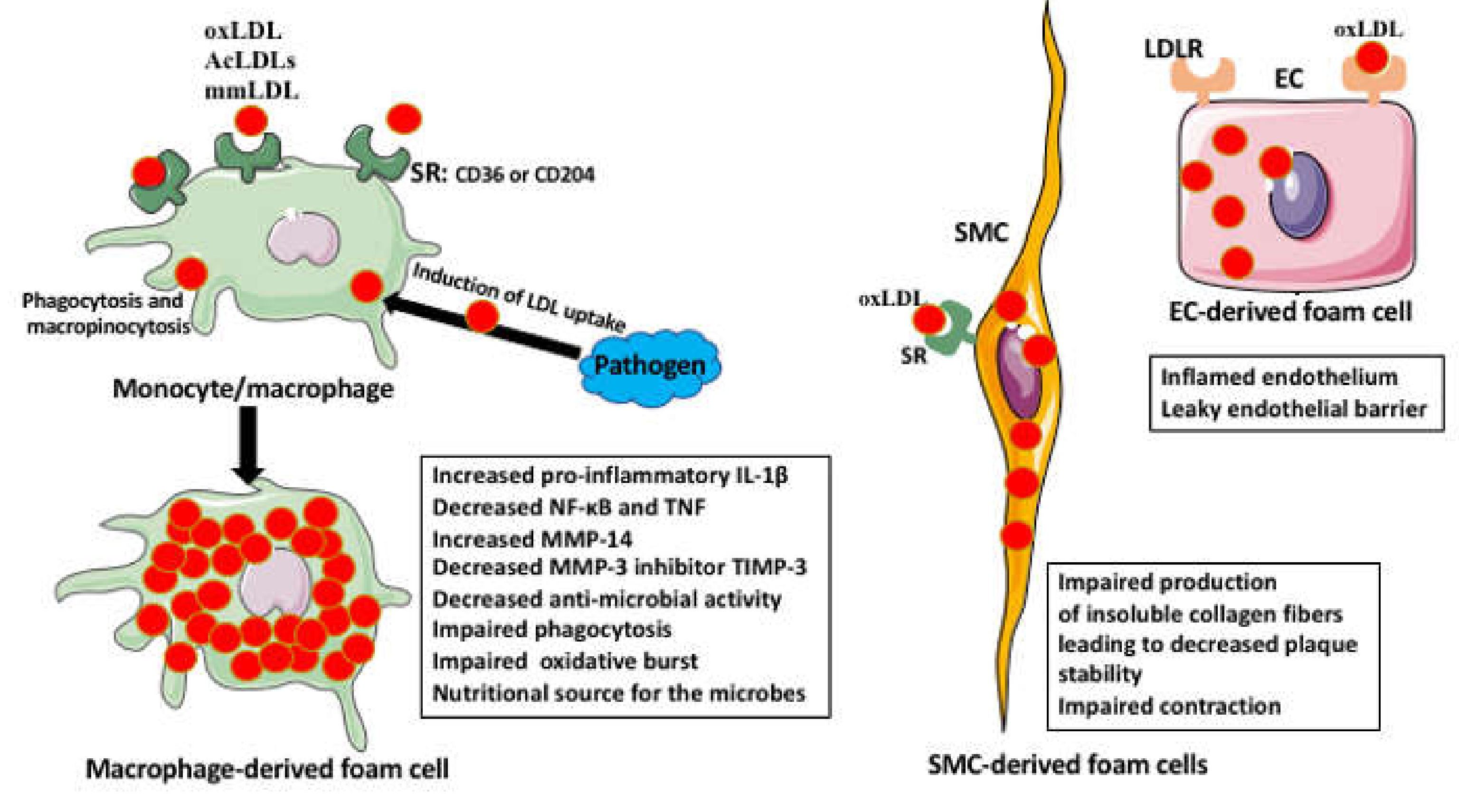 Ijms 22 00216 g003 Ijms 22 00216 g003