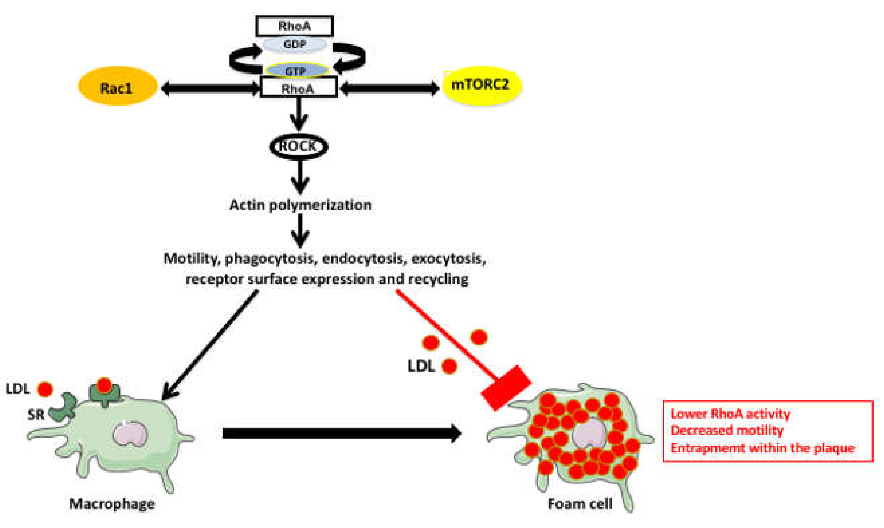 Ijms 22 00216 g004 Ijms 22 00216 g004